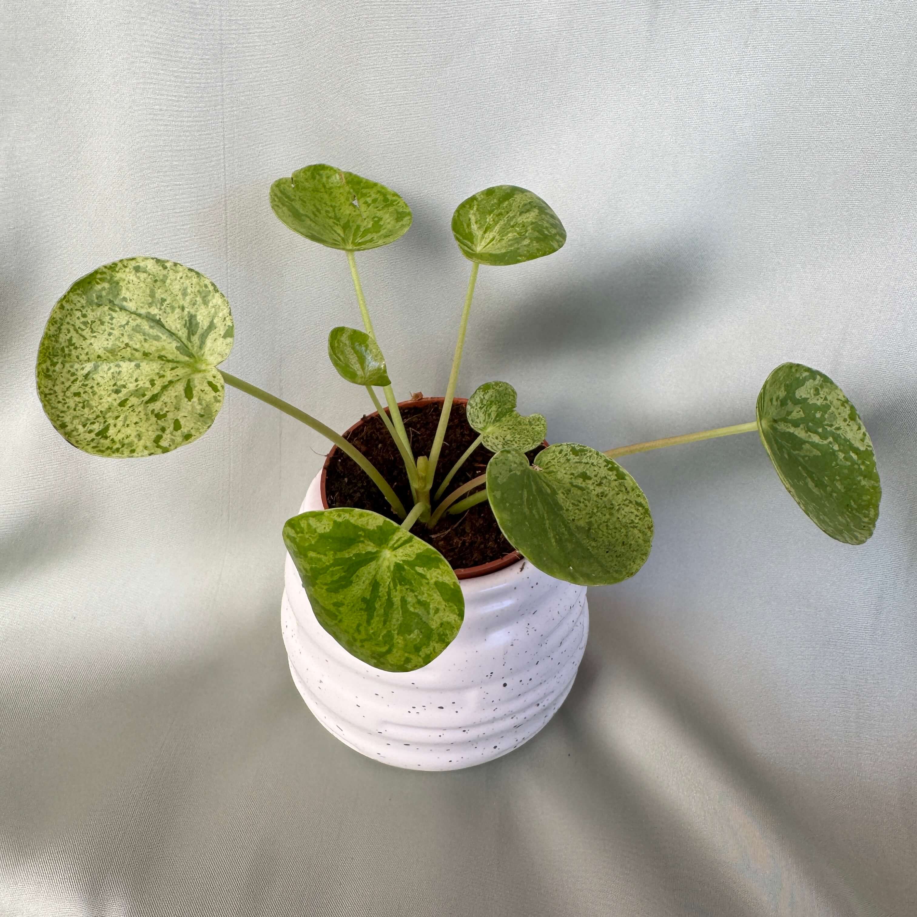 Pilea peperomioides Mojito