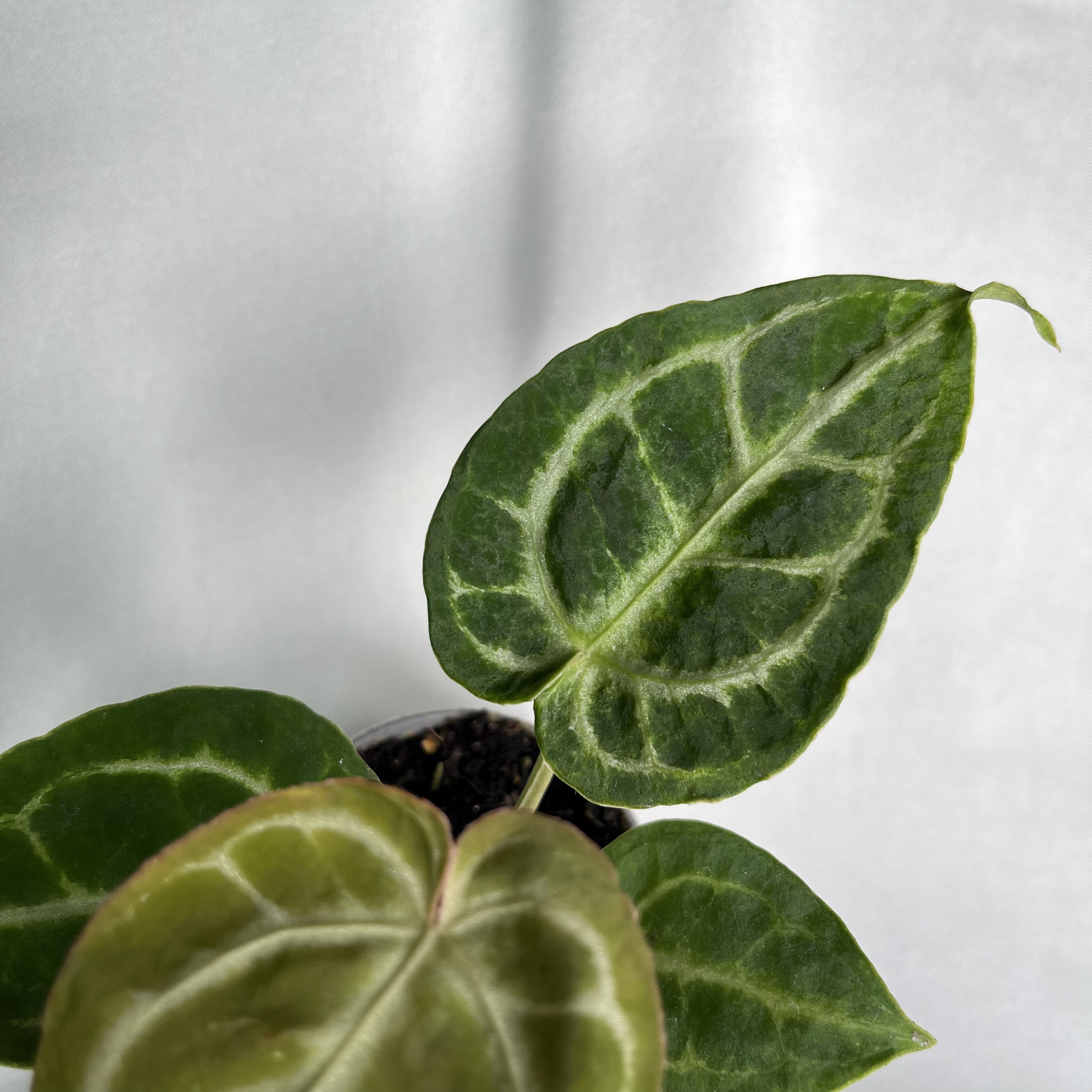 Anthurium crystallinum Dorayaki
