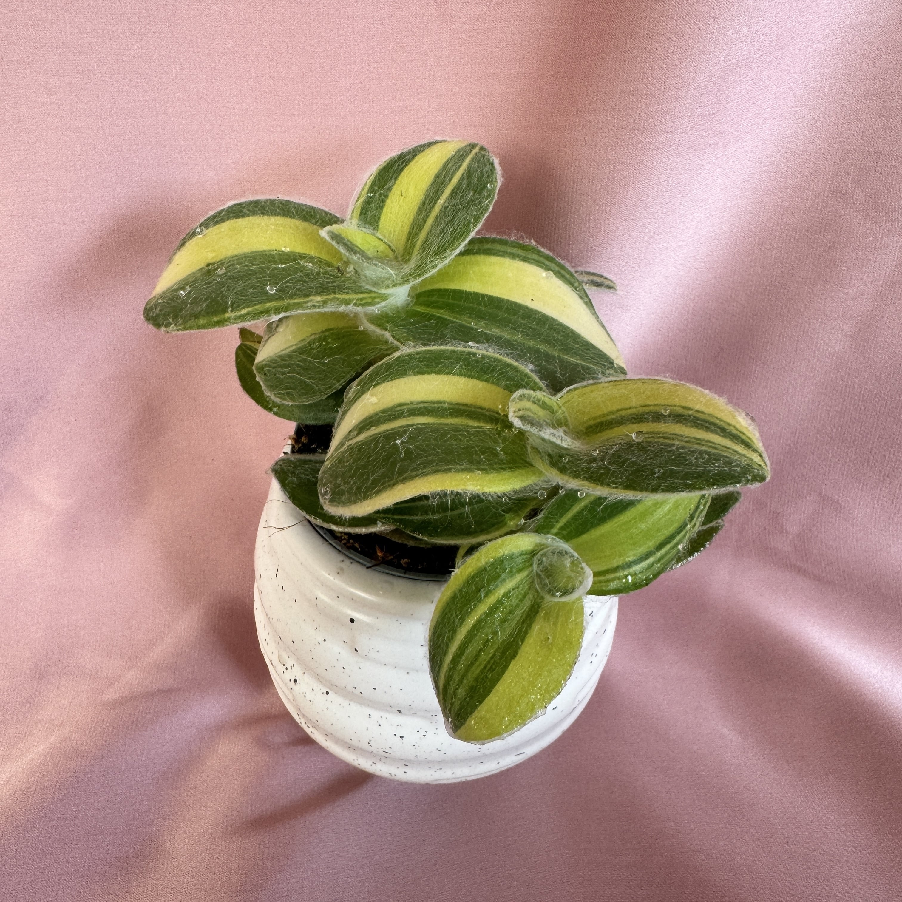 Tradescantia sillamontana variegata