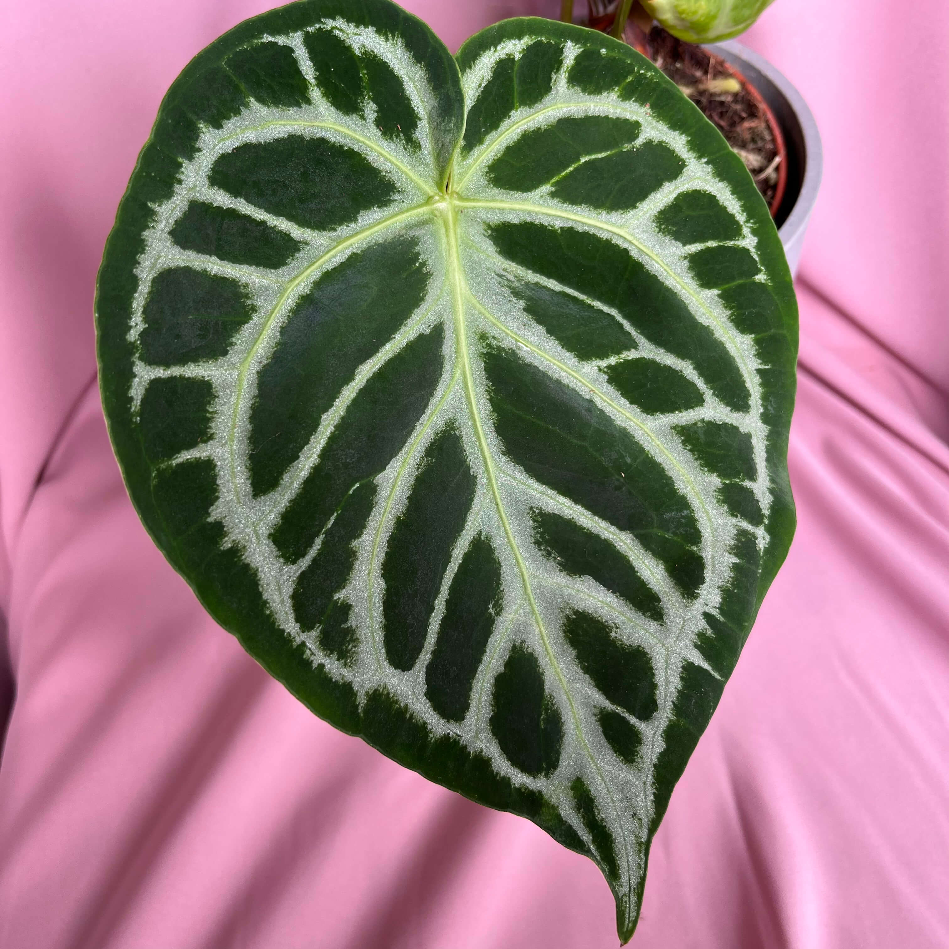 Anthurium Super Silver Blush