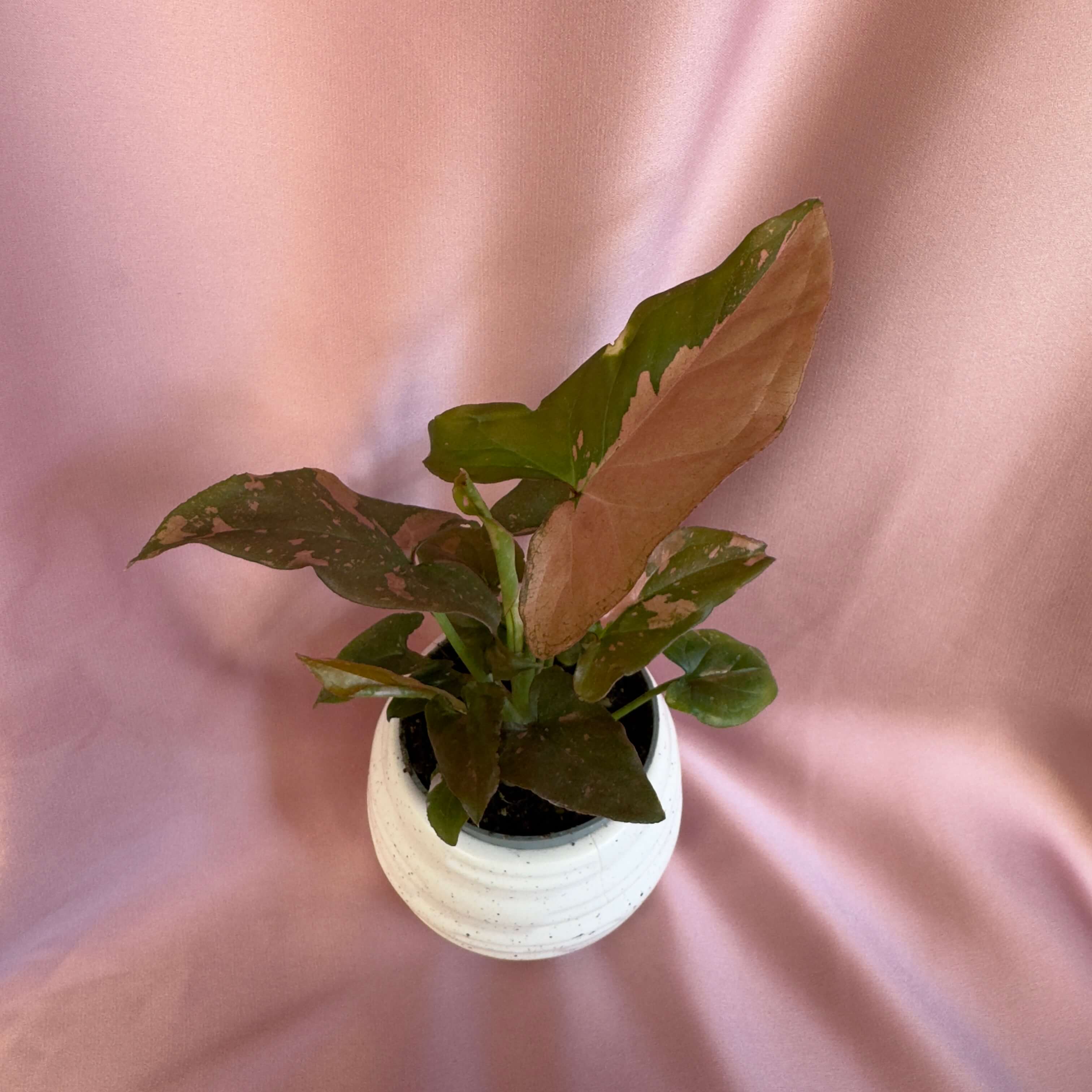 Syngonium Pink Splash