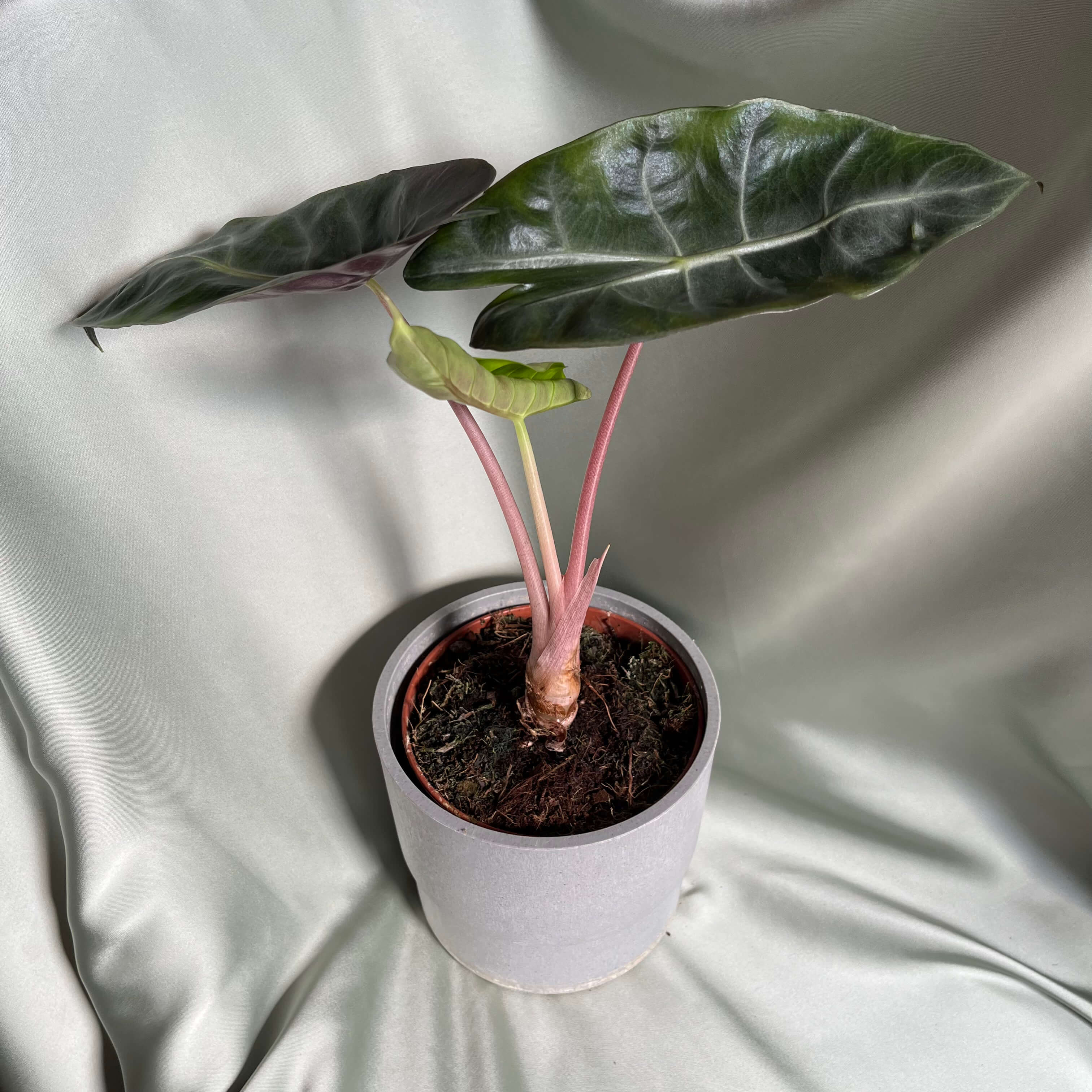 Alocasia calidora