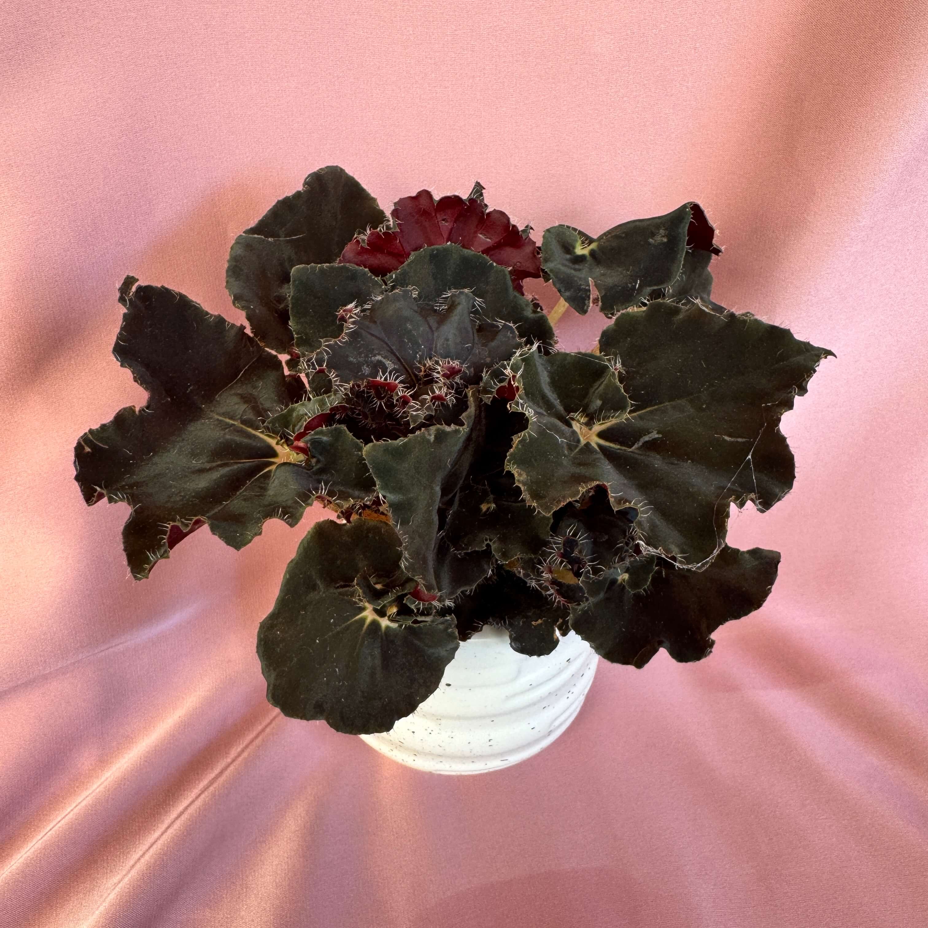 Begonia Magic colours Dark Mambo