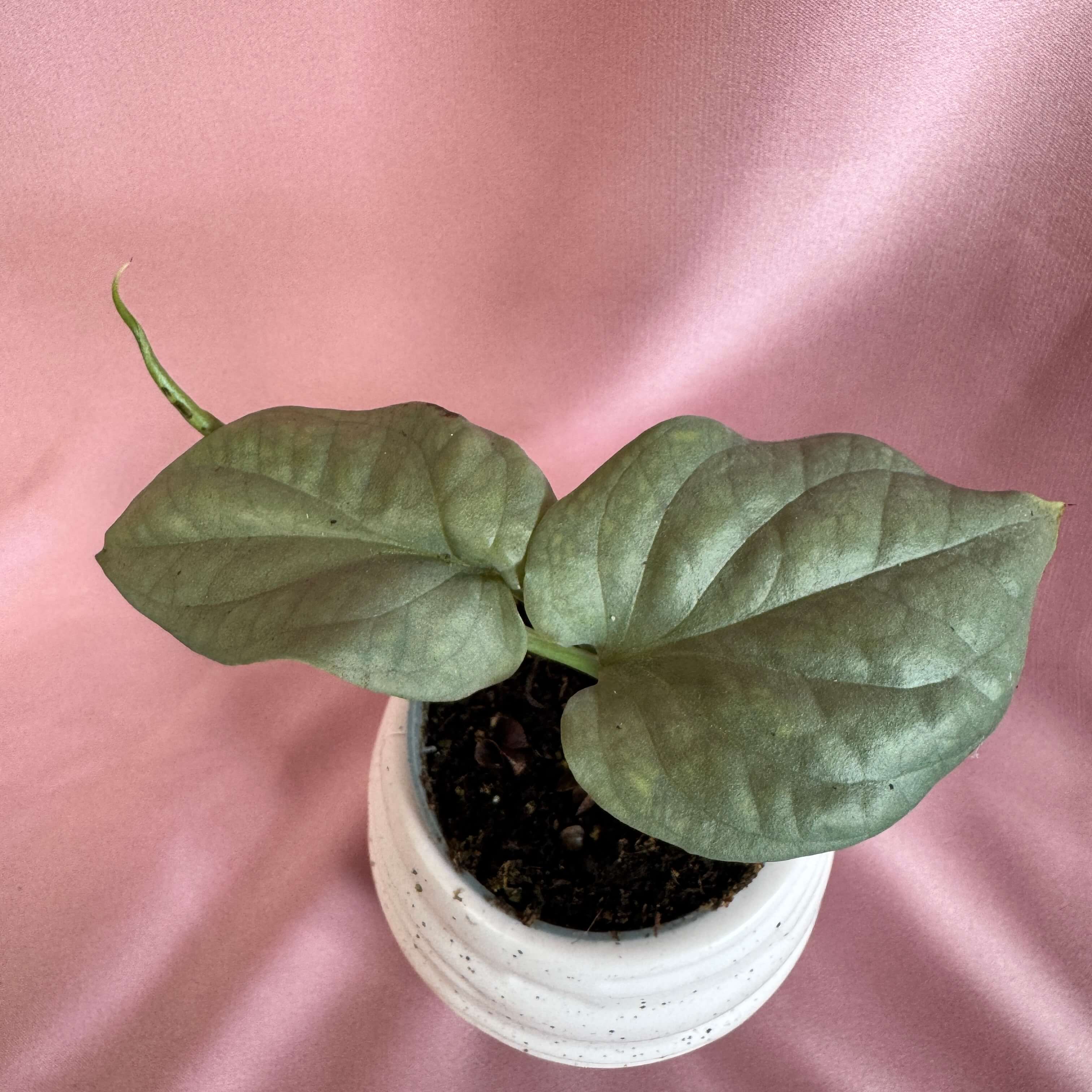 Amydrium medium Silver