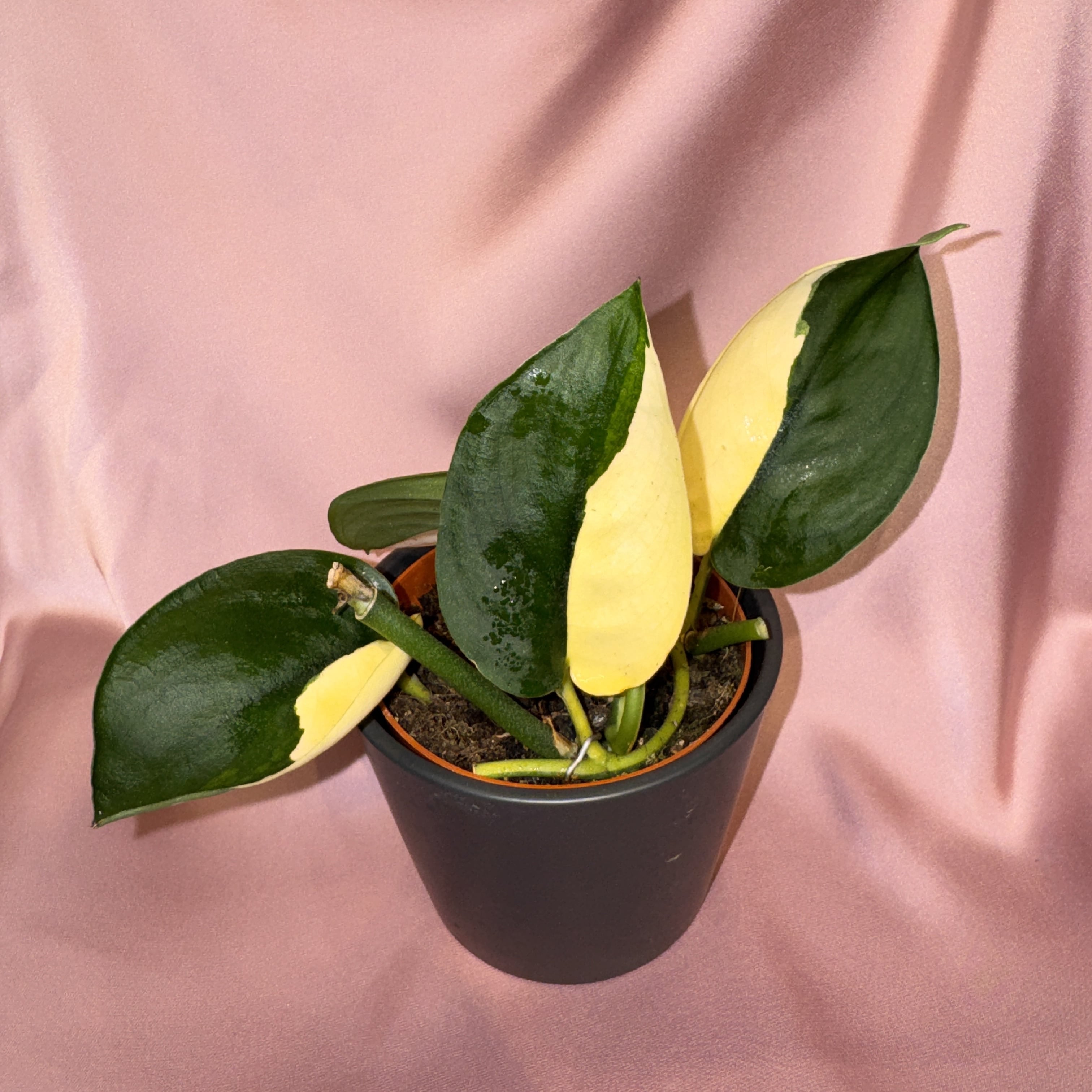 Scindapsus Jade Satin