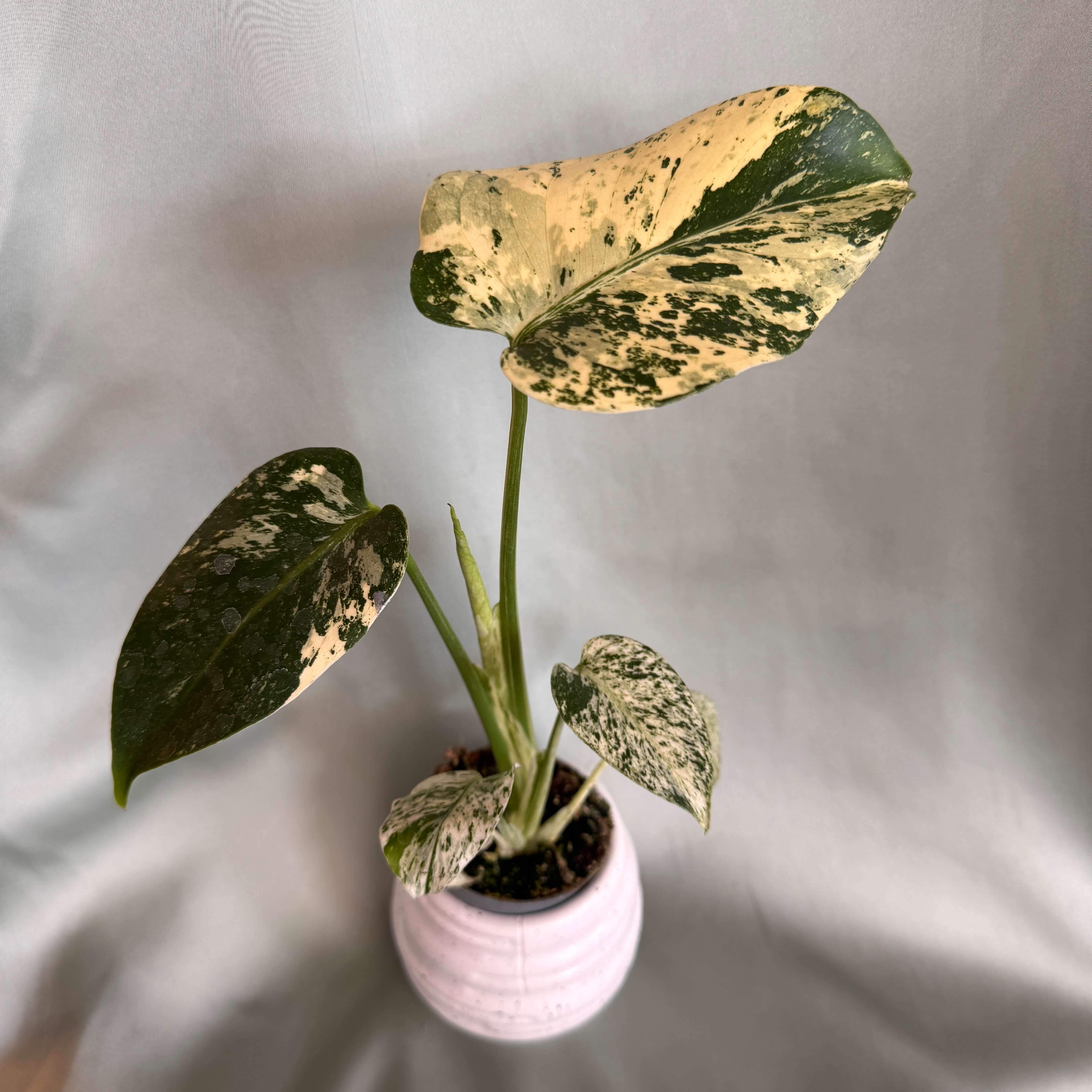 Monstera deliciosa Albovariegata Mint