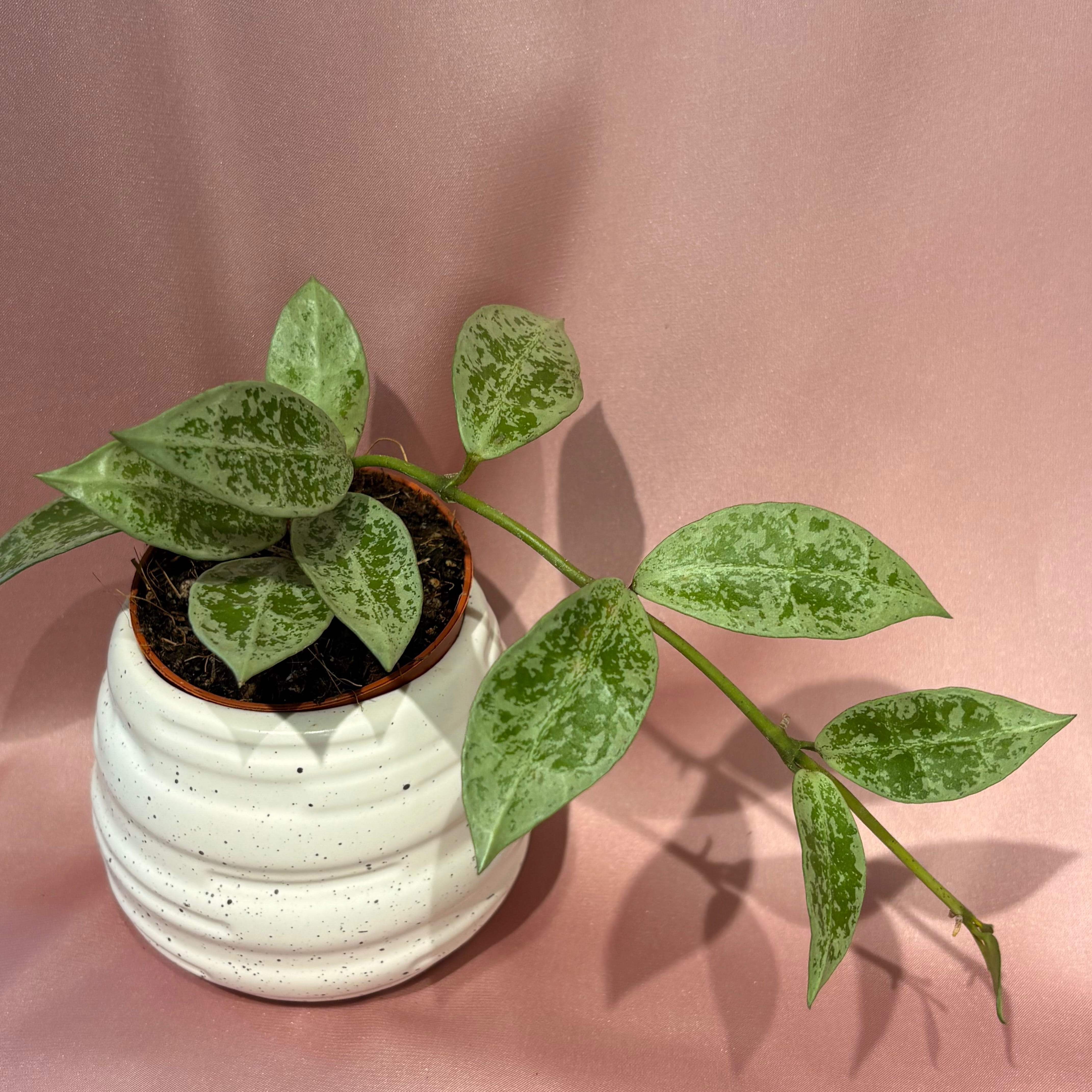 Hoya lacunosa Snow Leopard