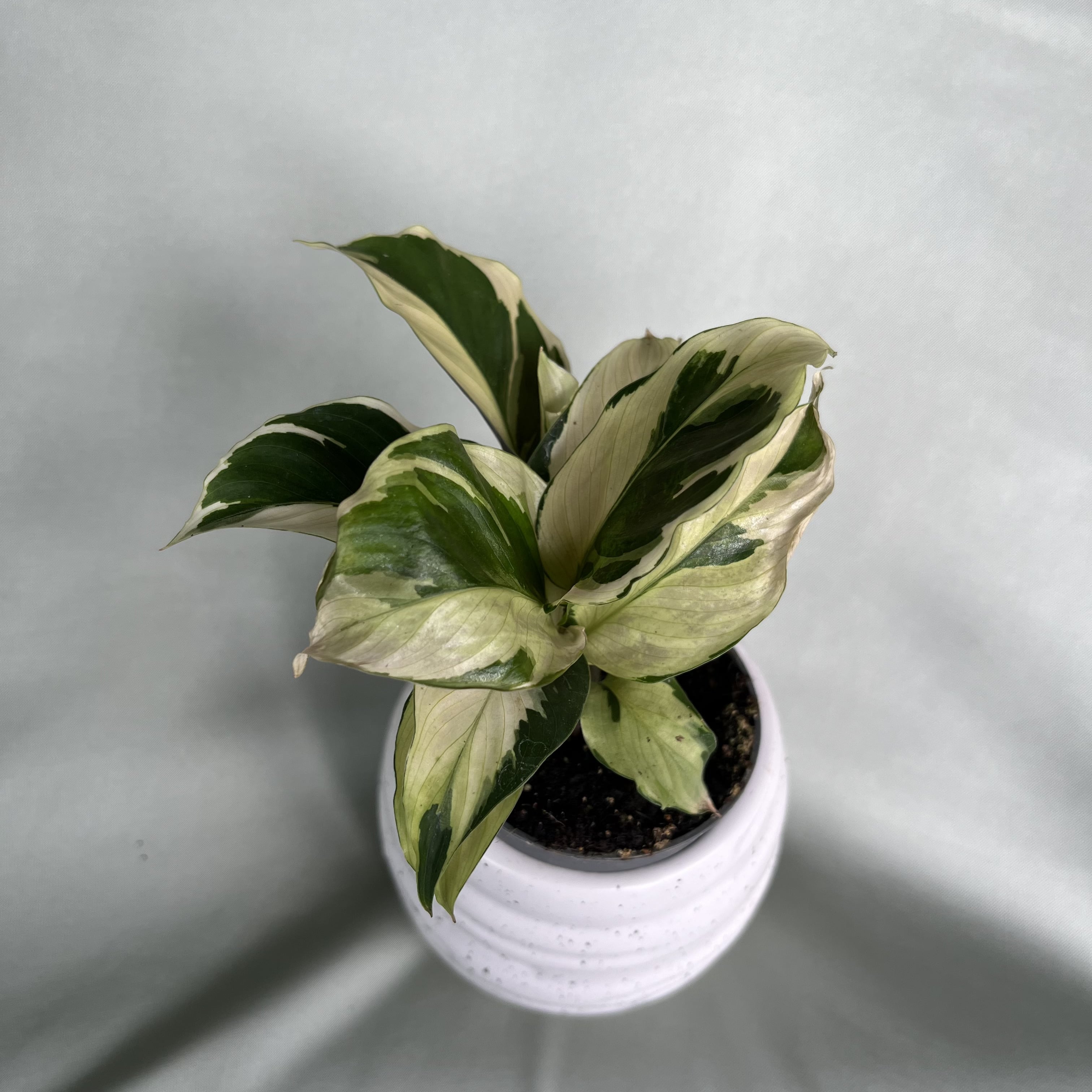 Calathea Yellow Miracle 