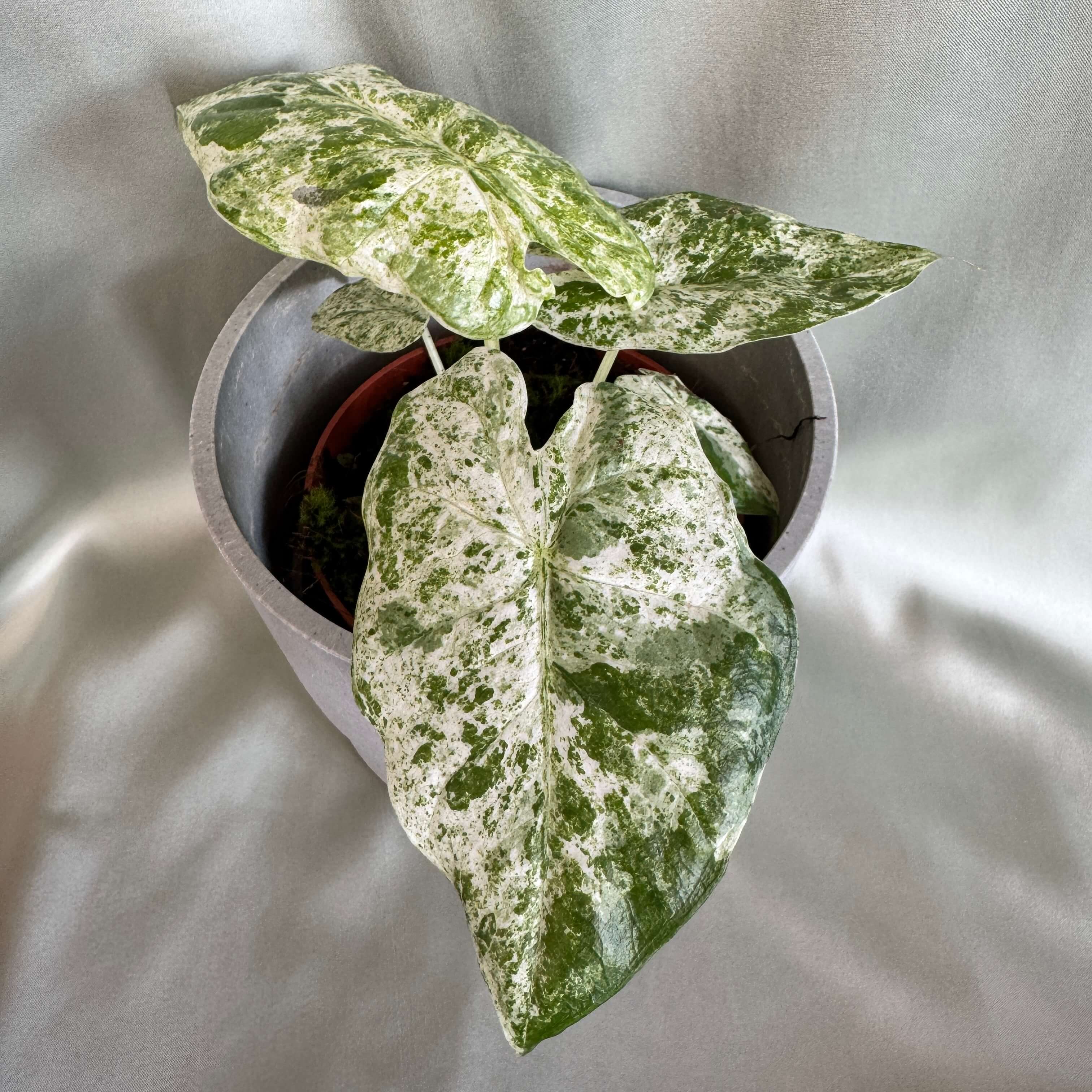 Alocasia Macrorrhizos Splash