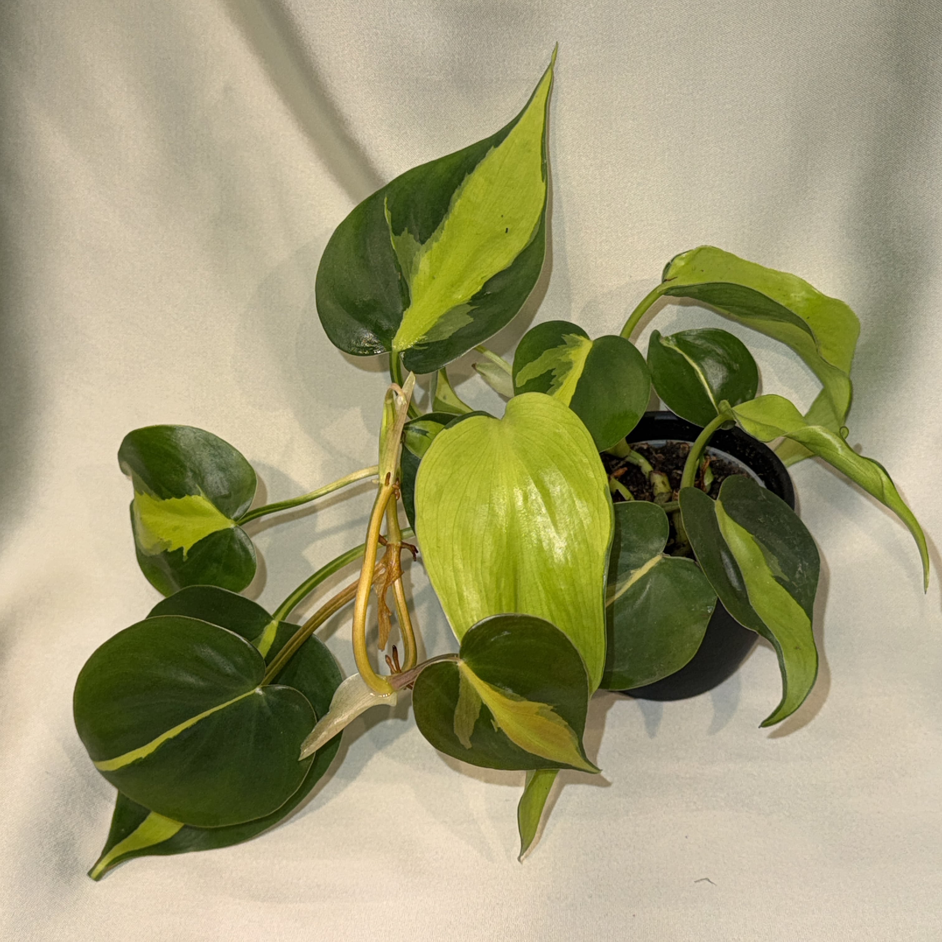 Philodendron scandens Brasil