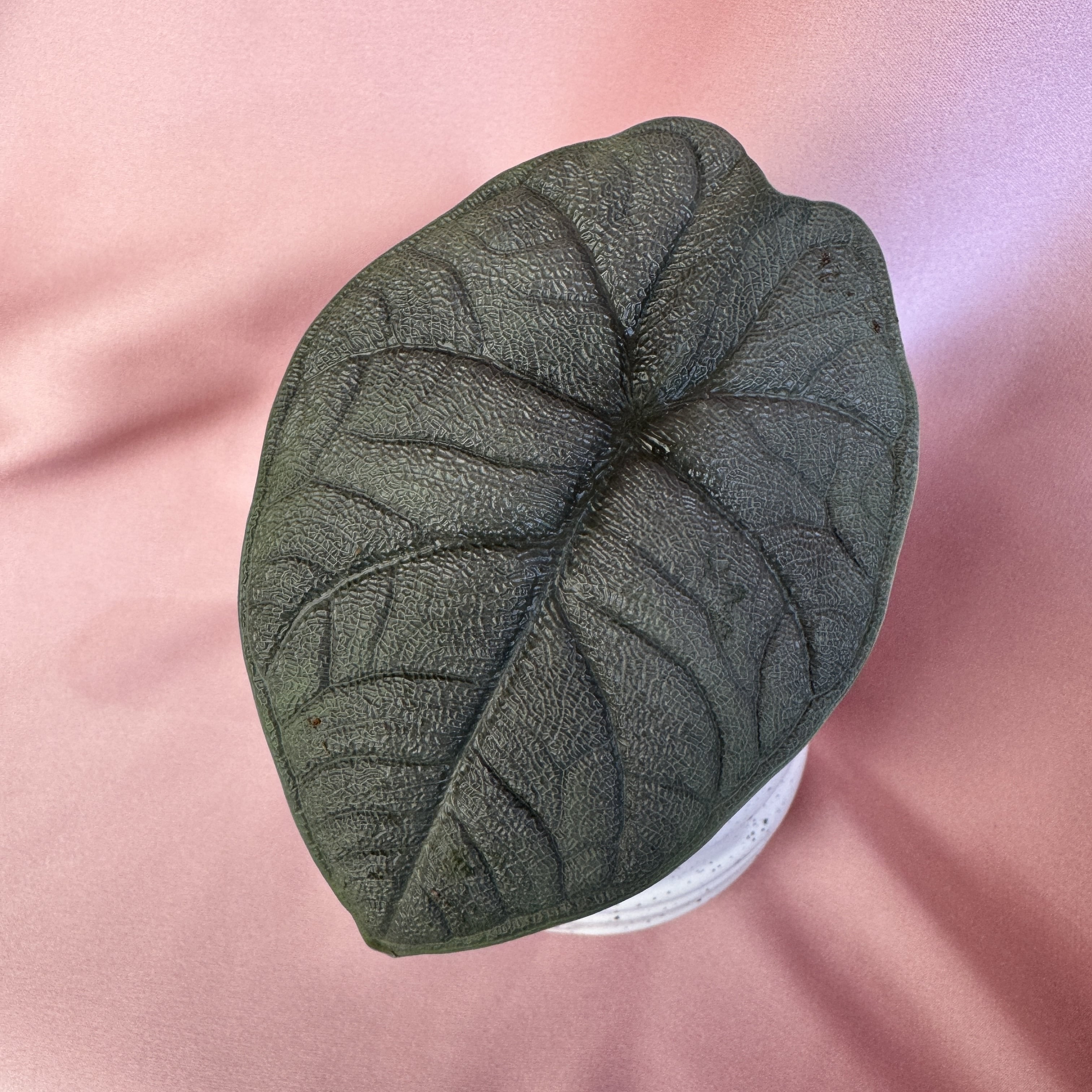 Alocasia Melo