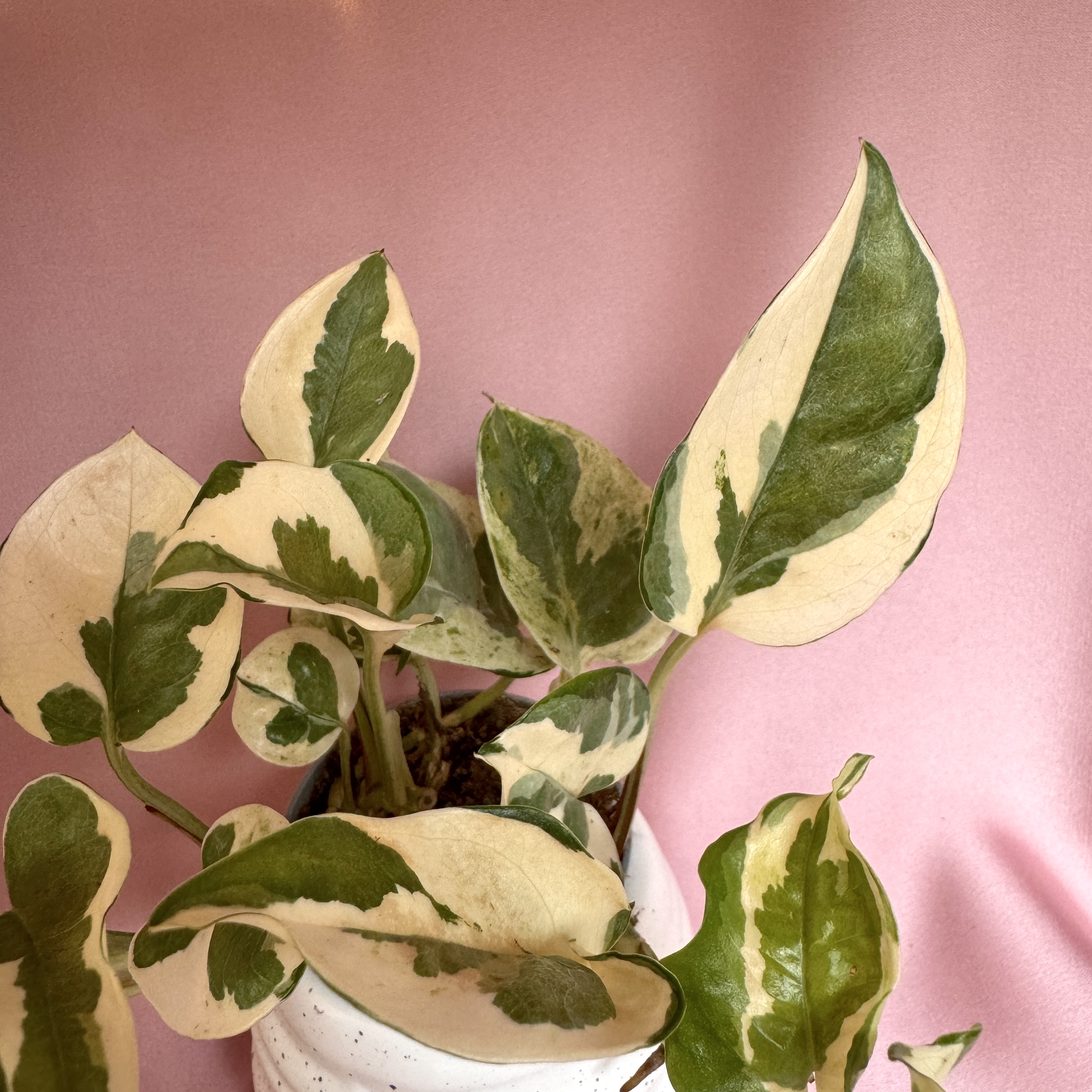 Epipremnum aureum N’Joy