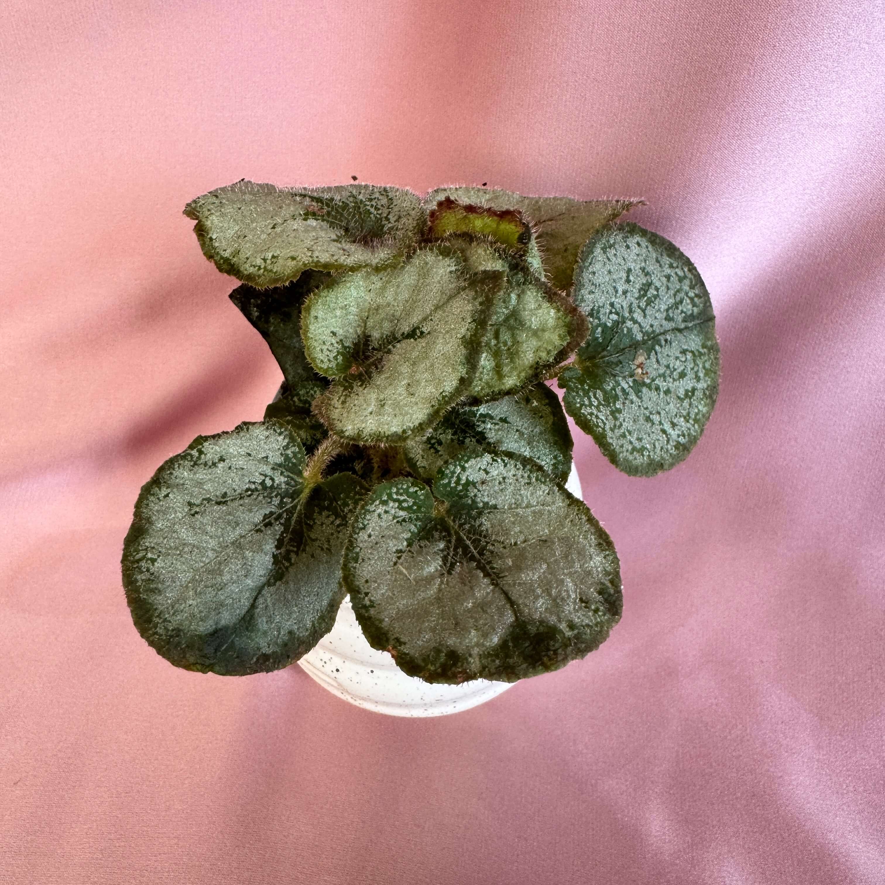 Begonia Escargot