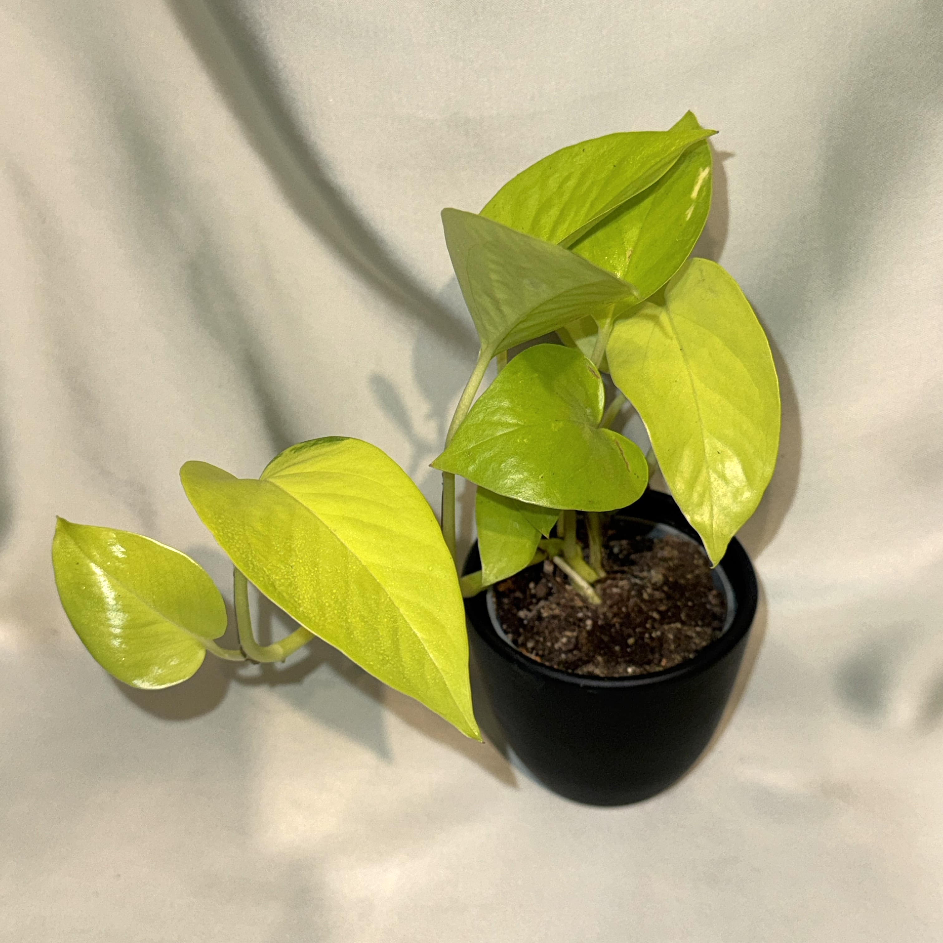Philodendron Scandens Neon
