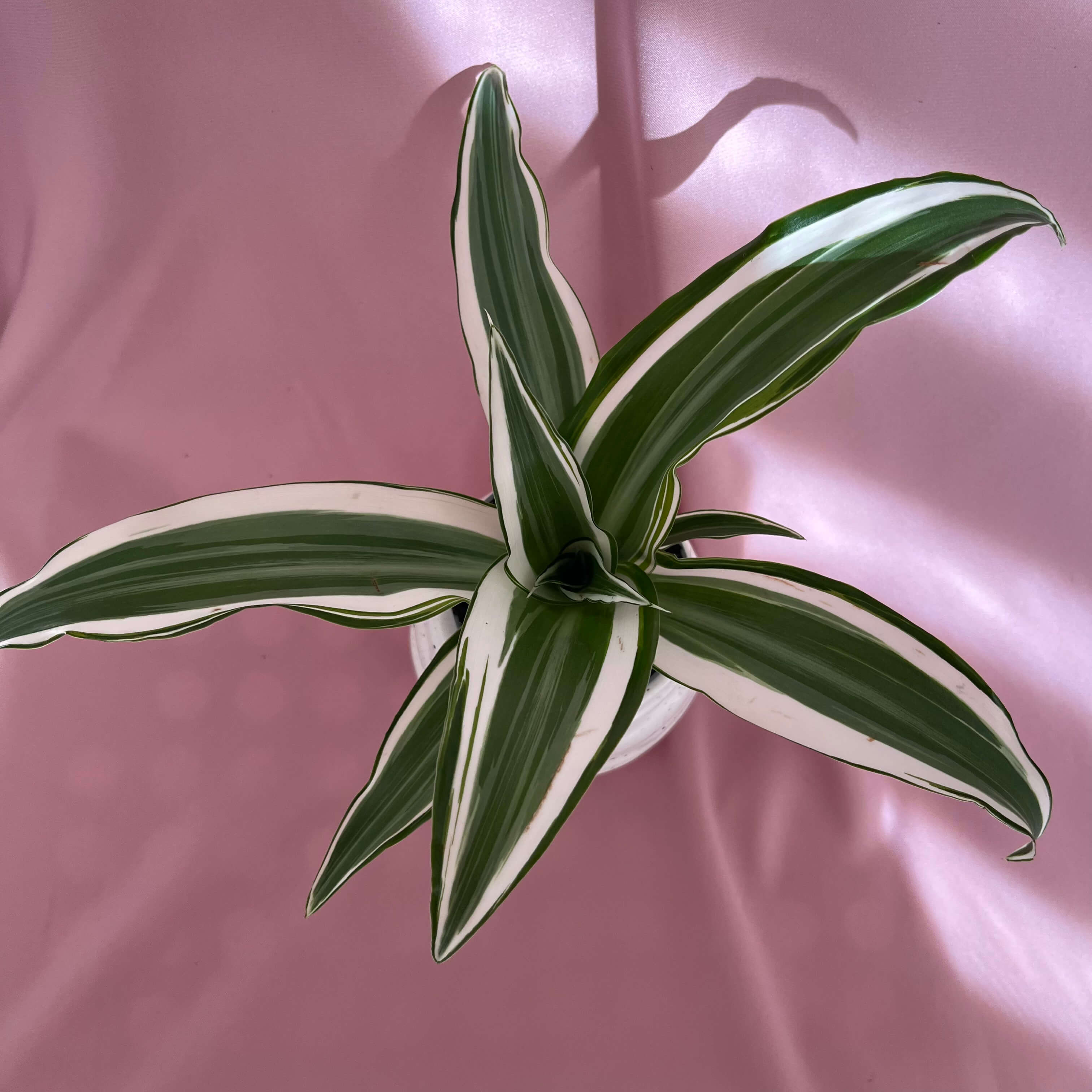 Dracaena fragrans Kanzi