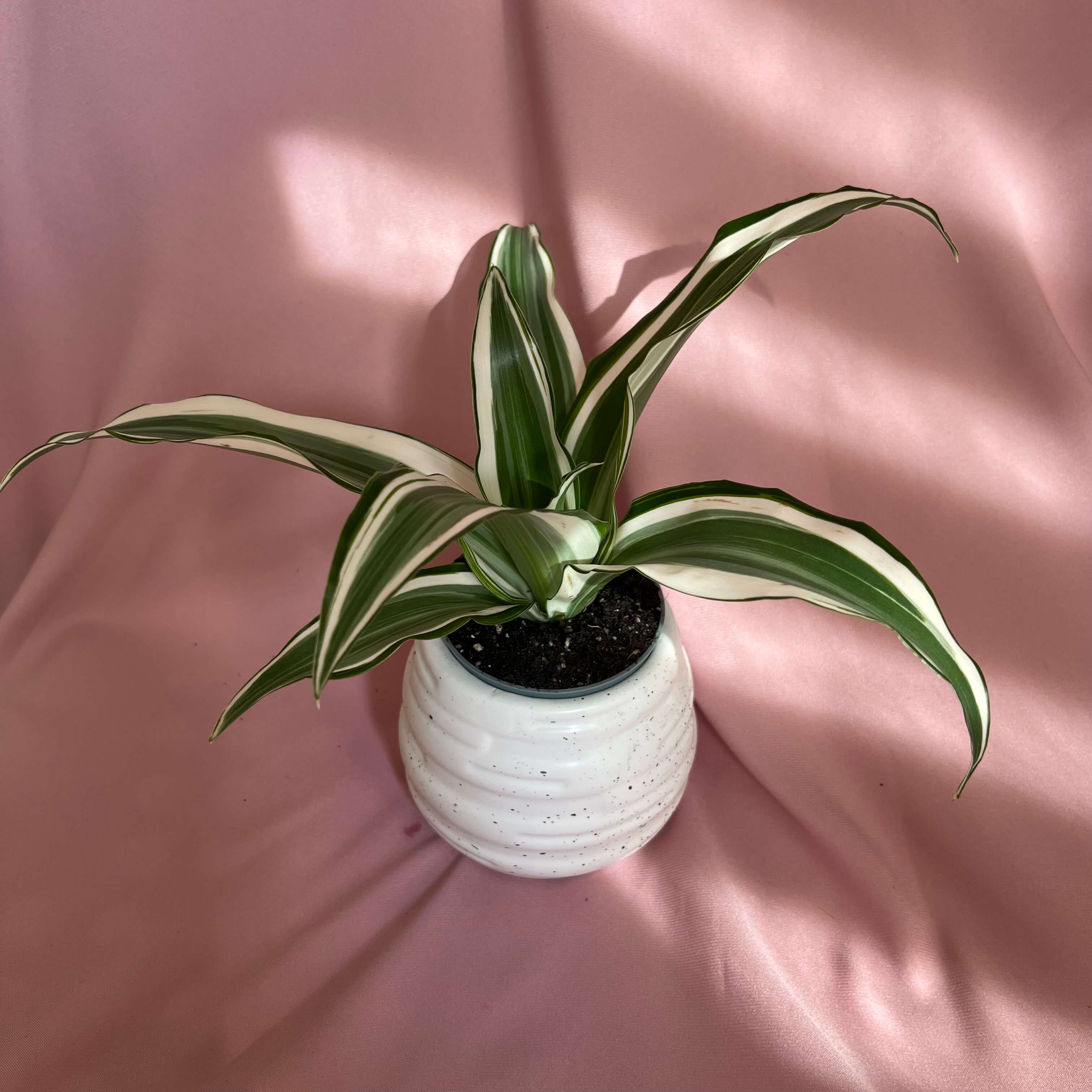 Dracaena fragrans Kanzi