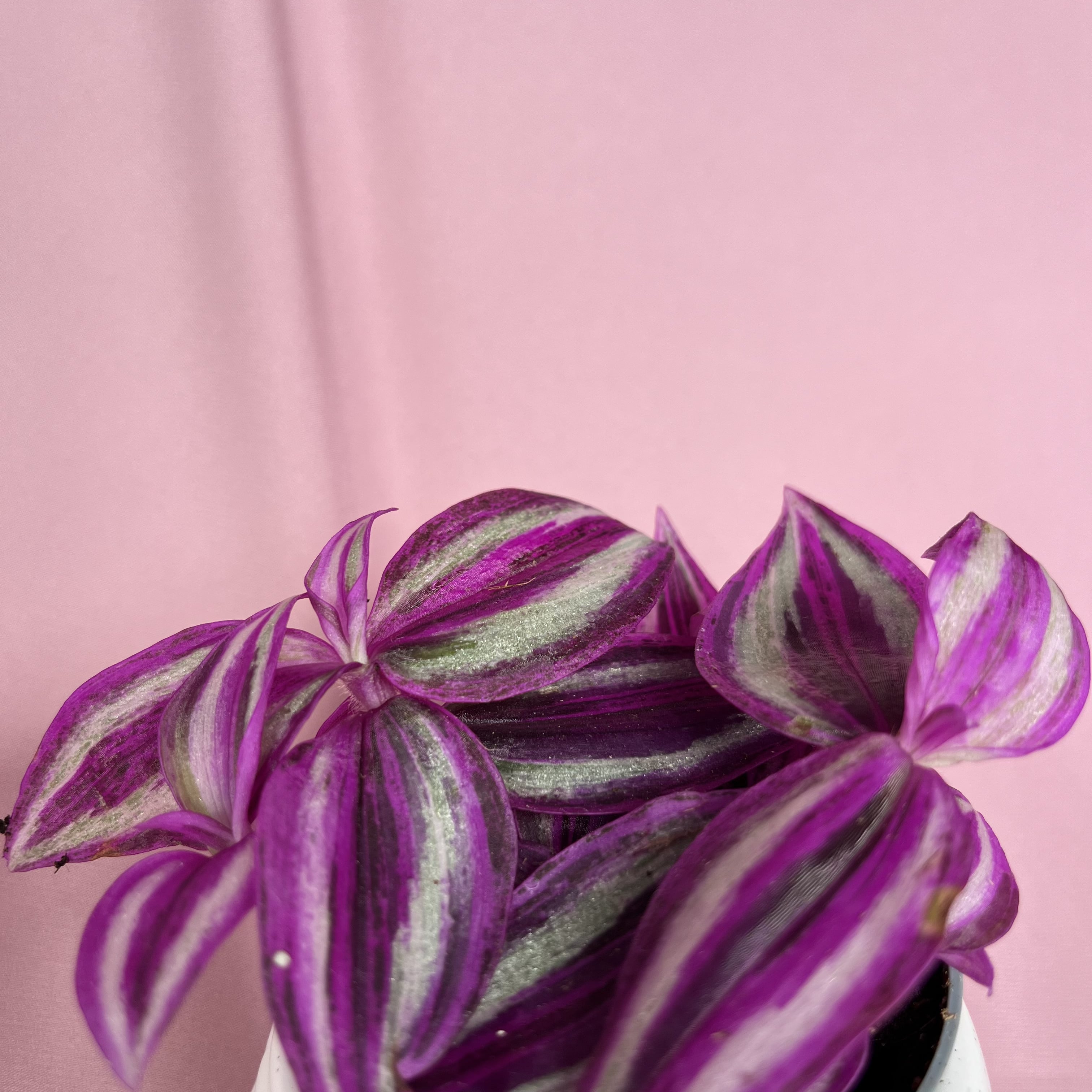 Tradescantia Pink Paradise