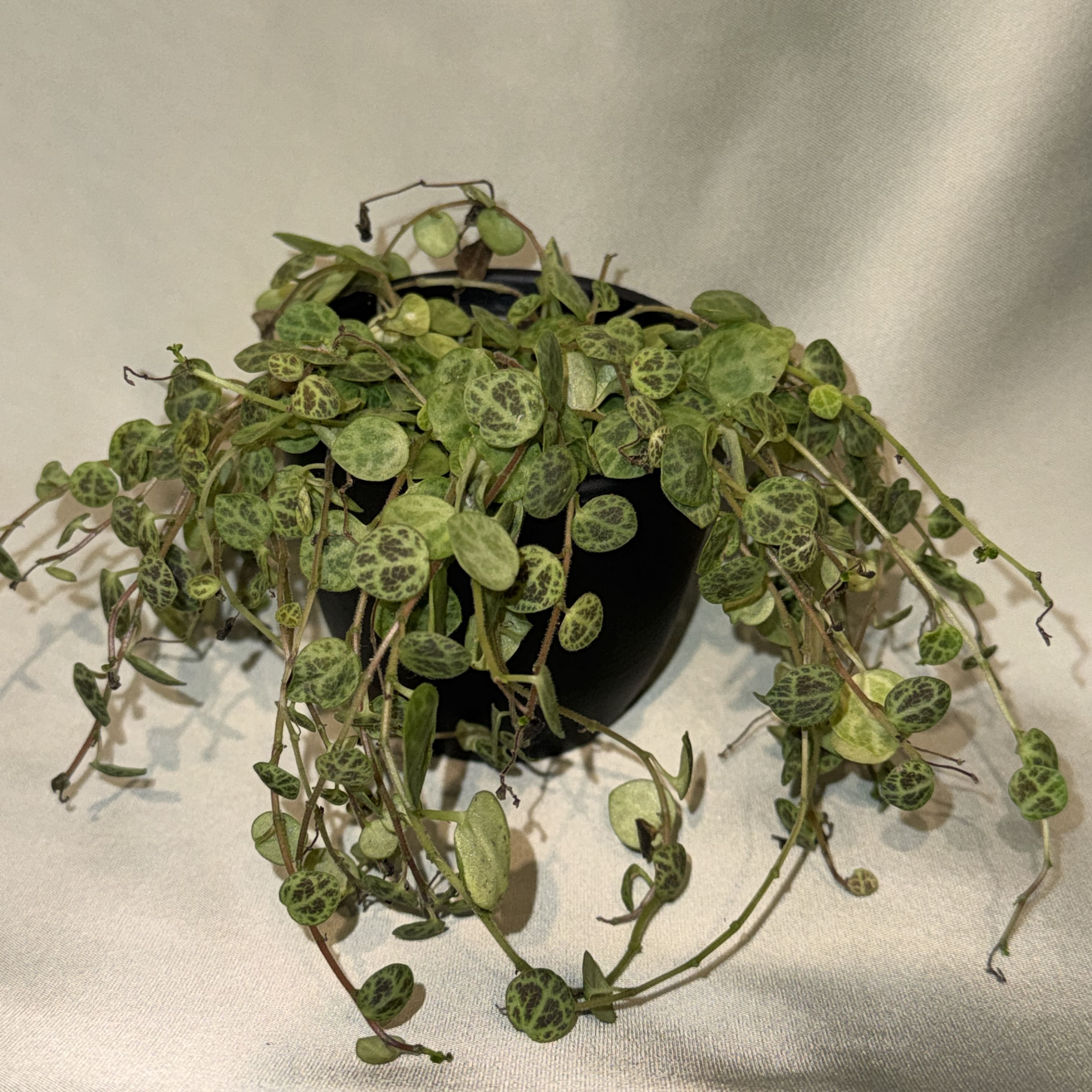 Peperomia prostrata