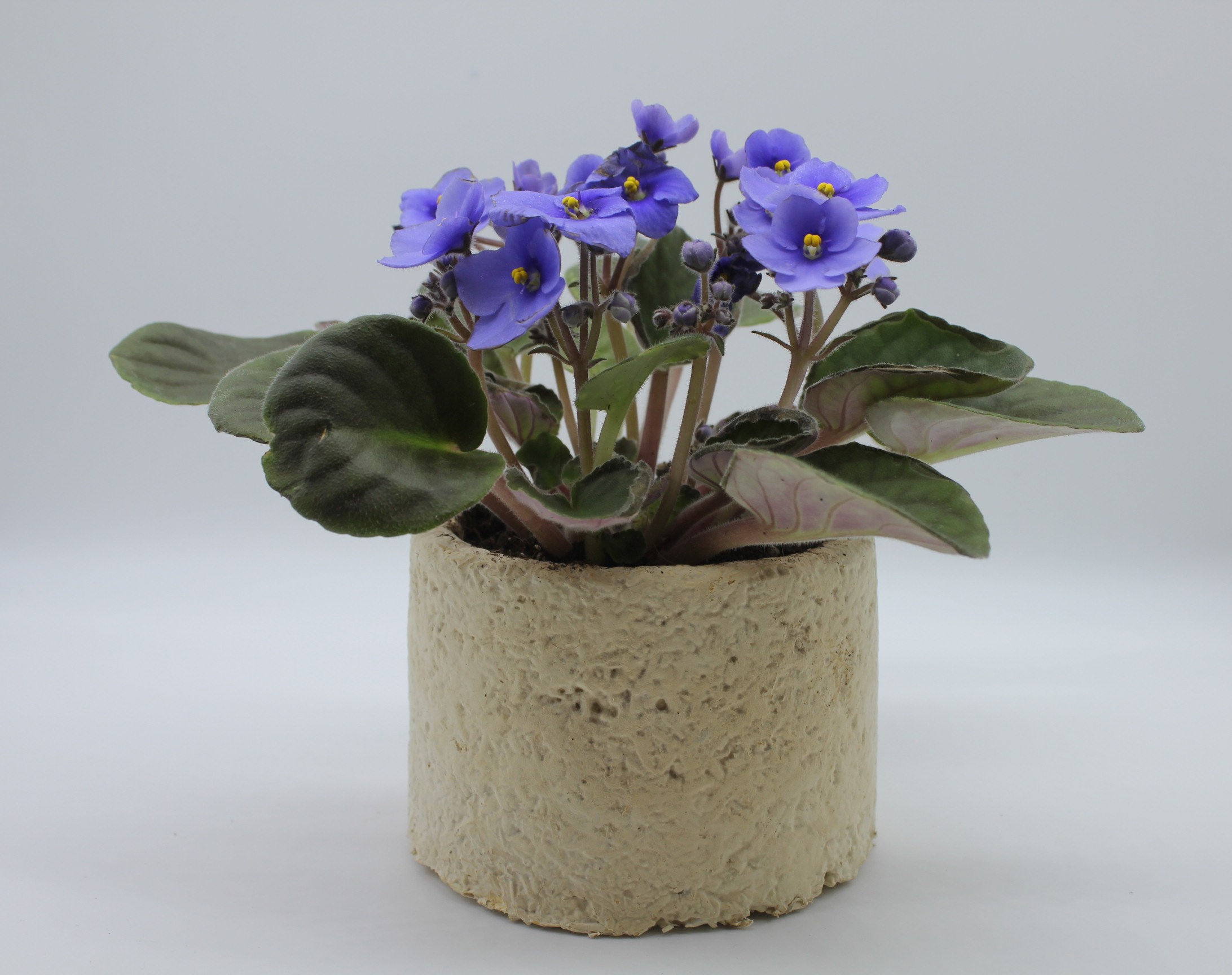 Mycelium Flower pot