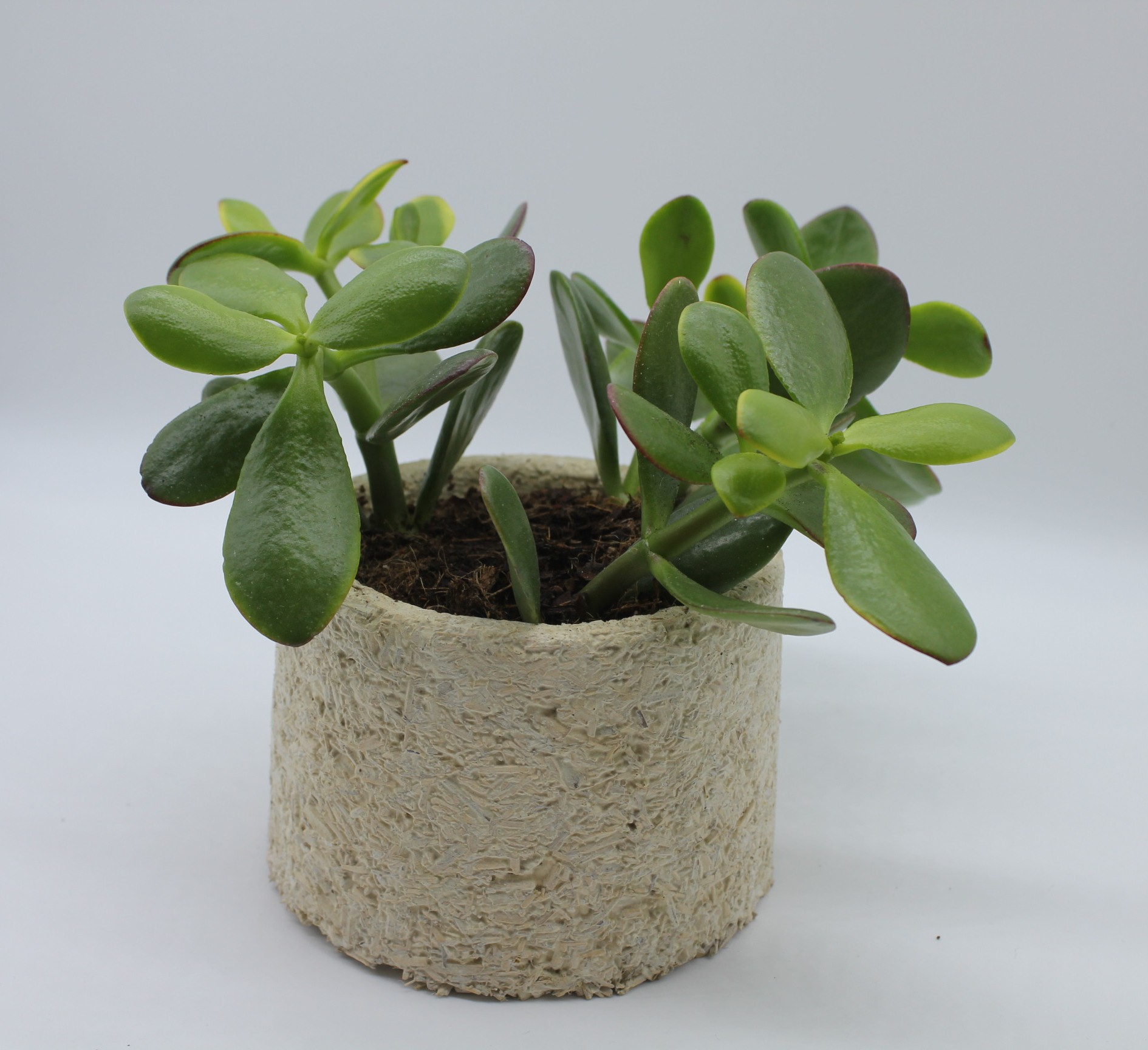 Mycelium Flower pot