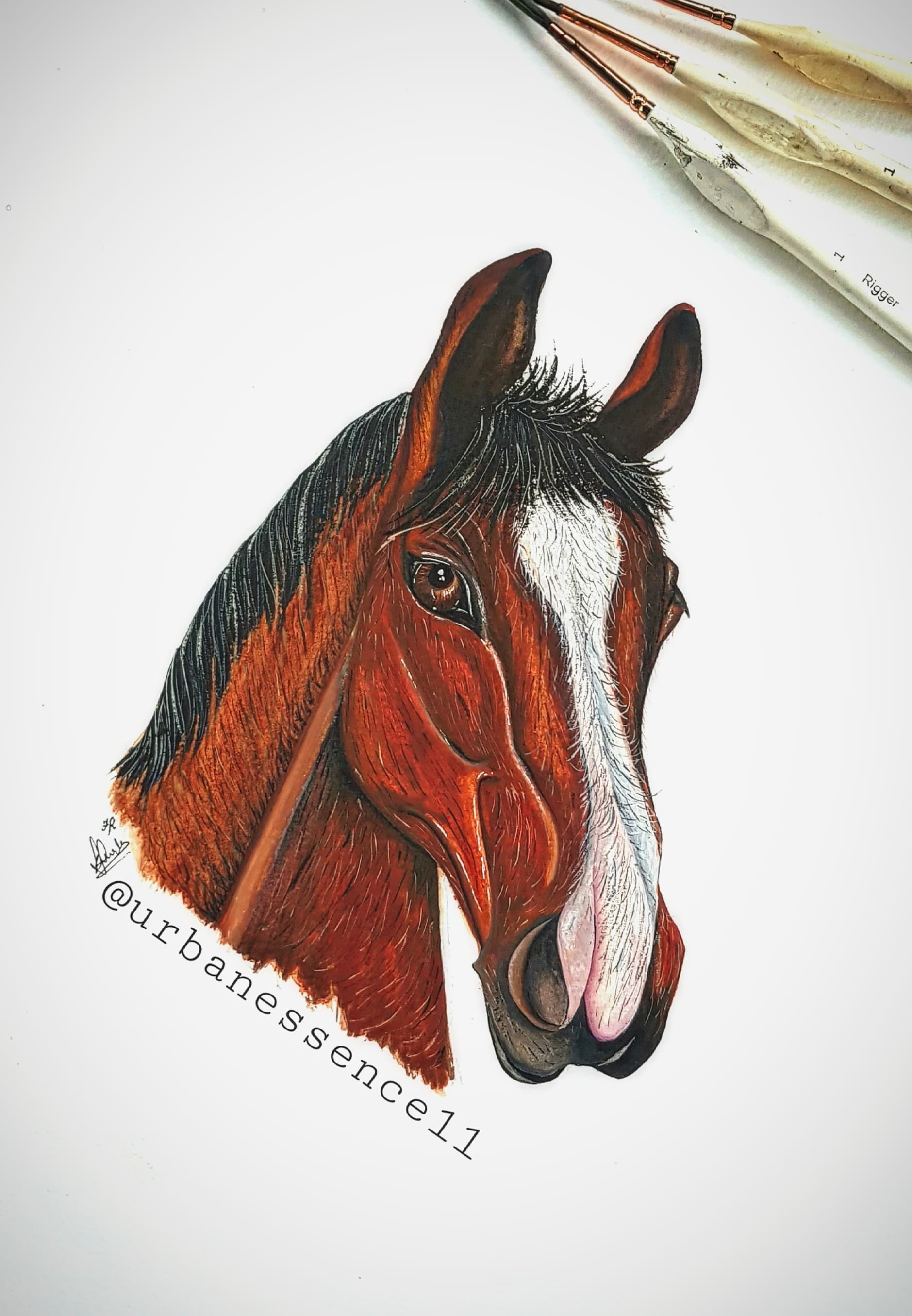 Horse Portrait Illustration