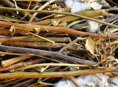 Dried Cotton Stalk