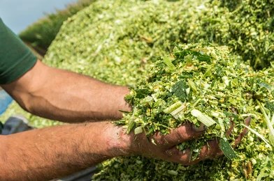 Fresh Silage