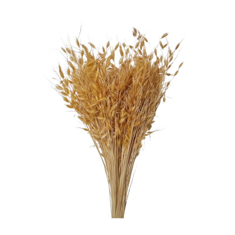 Capim Dourado (Brinco de Princesa)