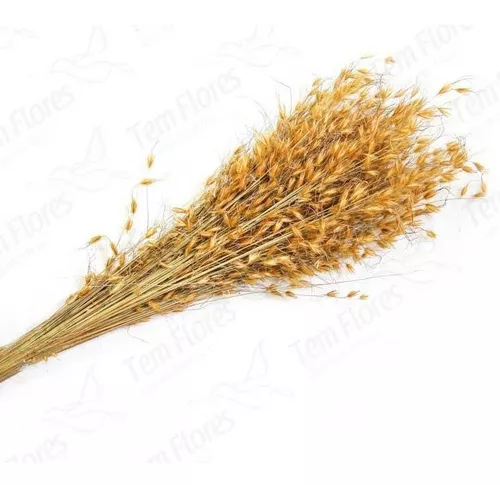 Capim Dourado (Brinco de Princesa)