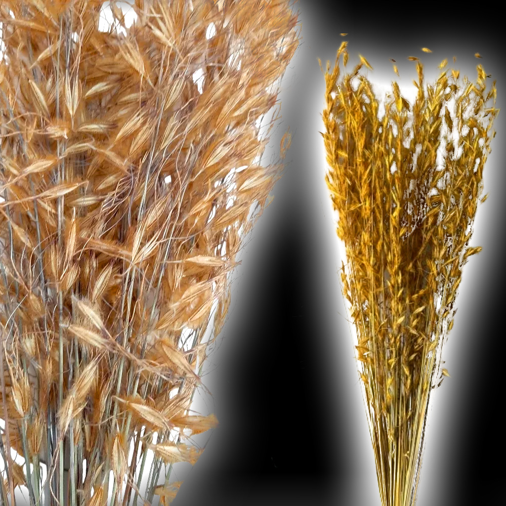 Capim Dourado (Brinco de Princesa)