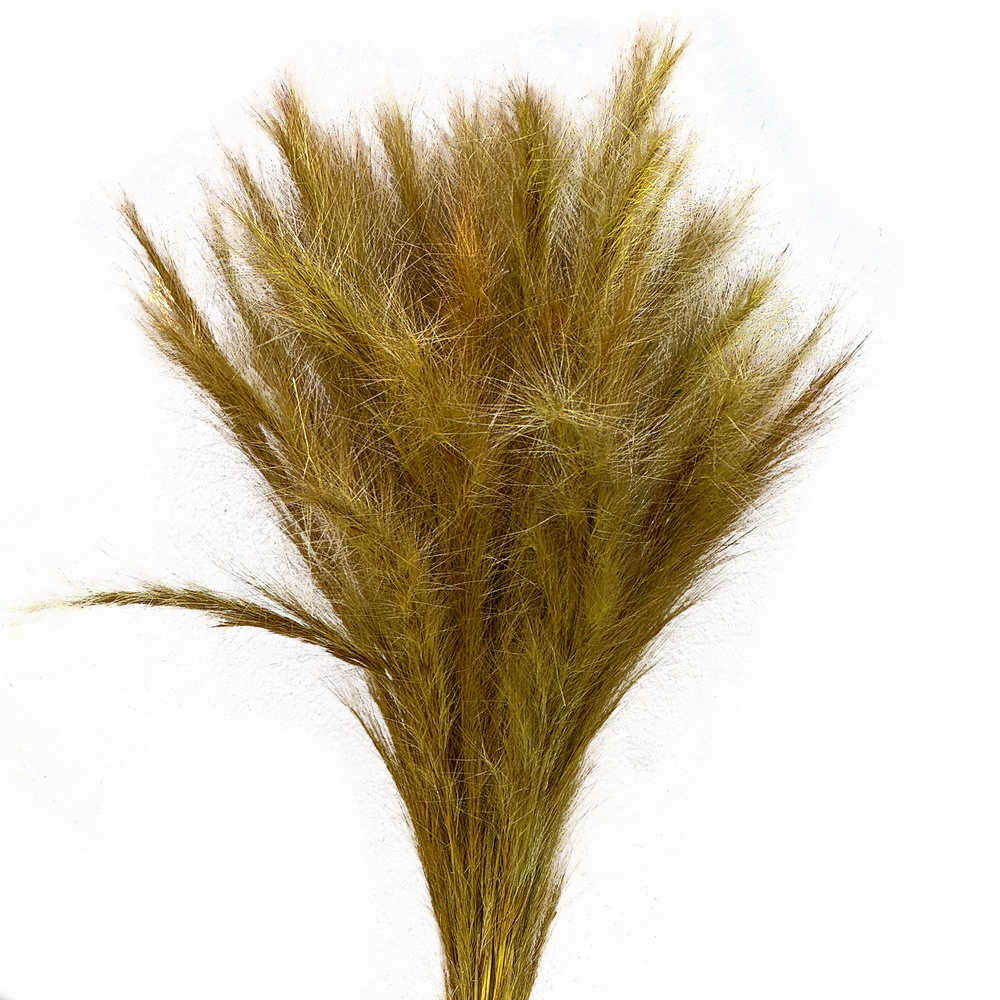 Capim Rabo de Raposa