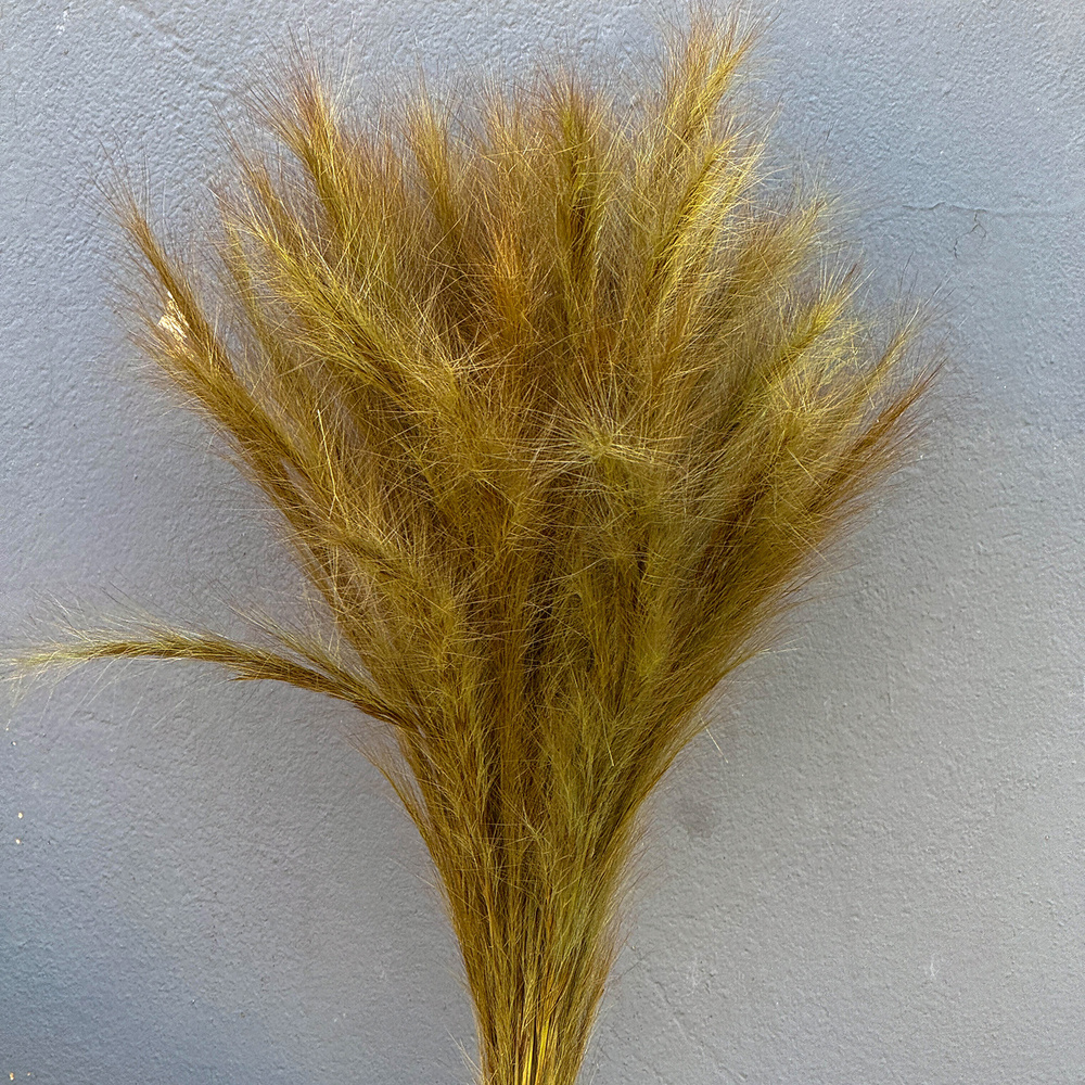 Capim Rabo de Raposa