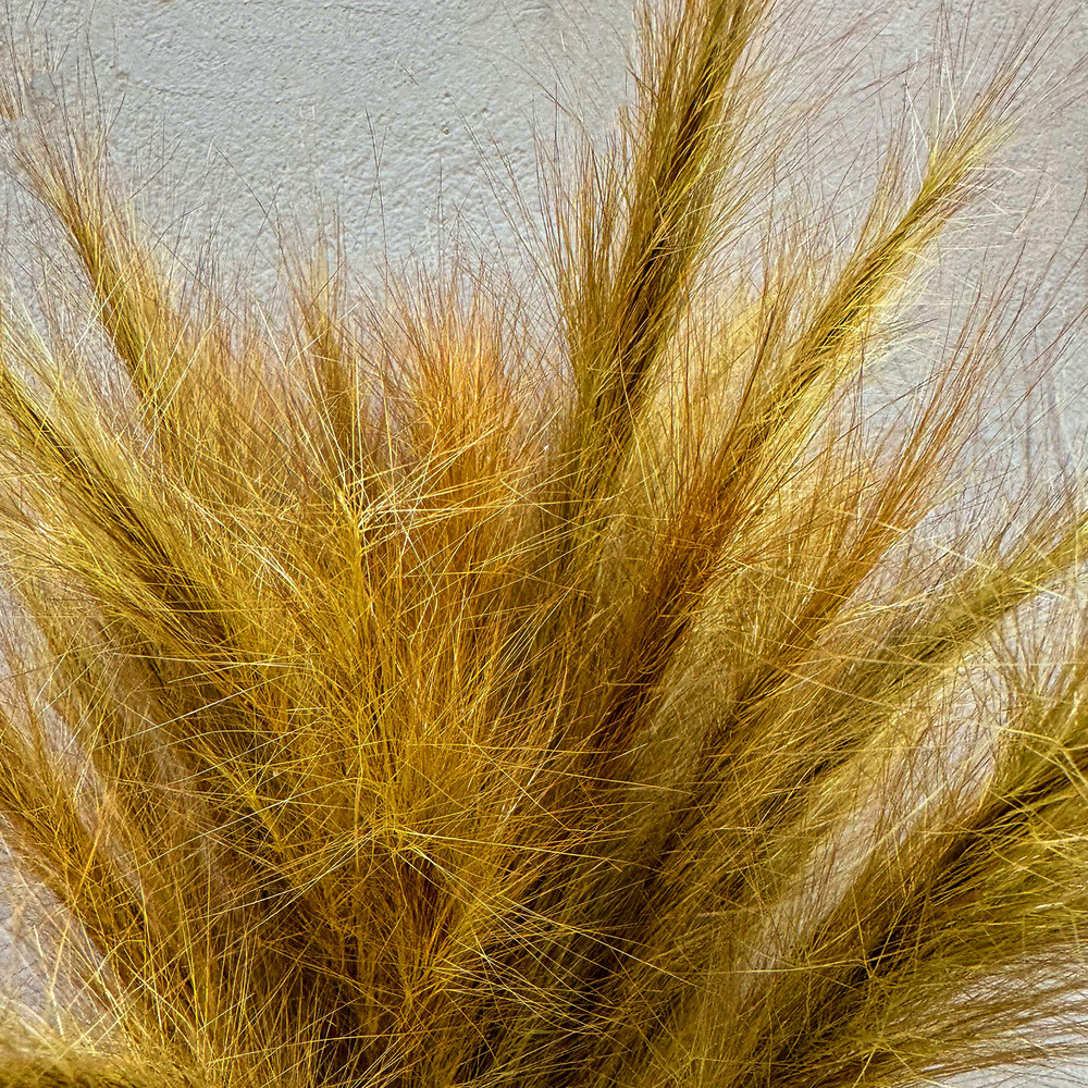 Capim Rabo de Raposa