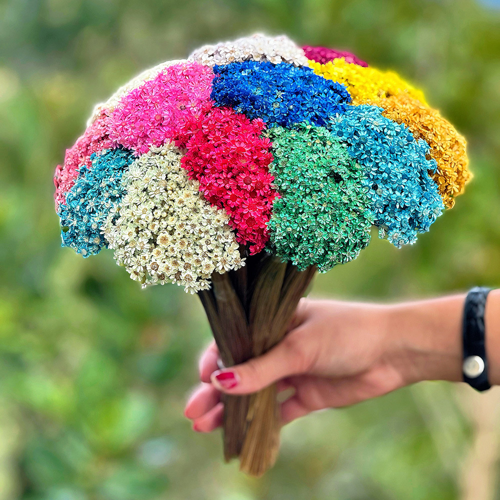 1000 Sempre Vivas COLORIDAS