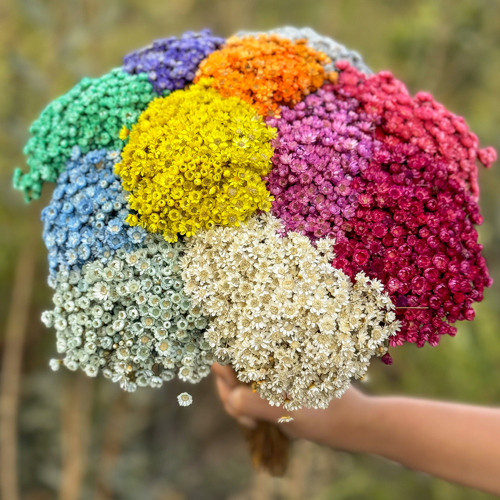 1000 Sempre Vivas COLORIDAS