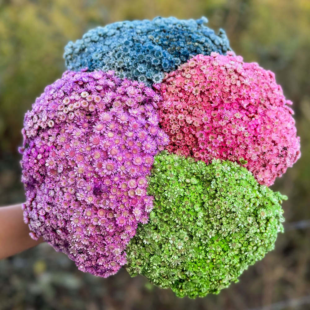 1000 Sempre Vivas COLORIDAS