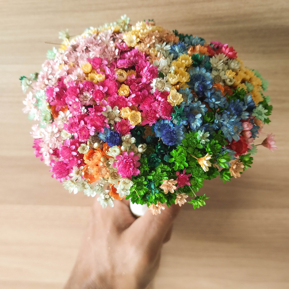 1000 Sempre Vivas COLORIDAS