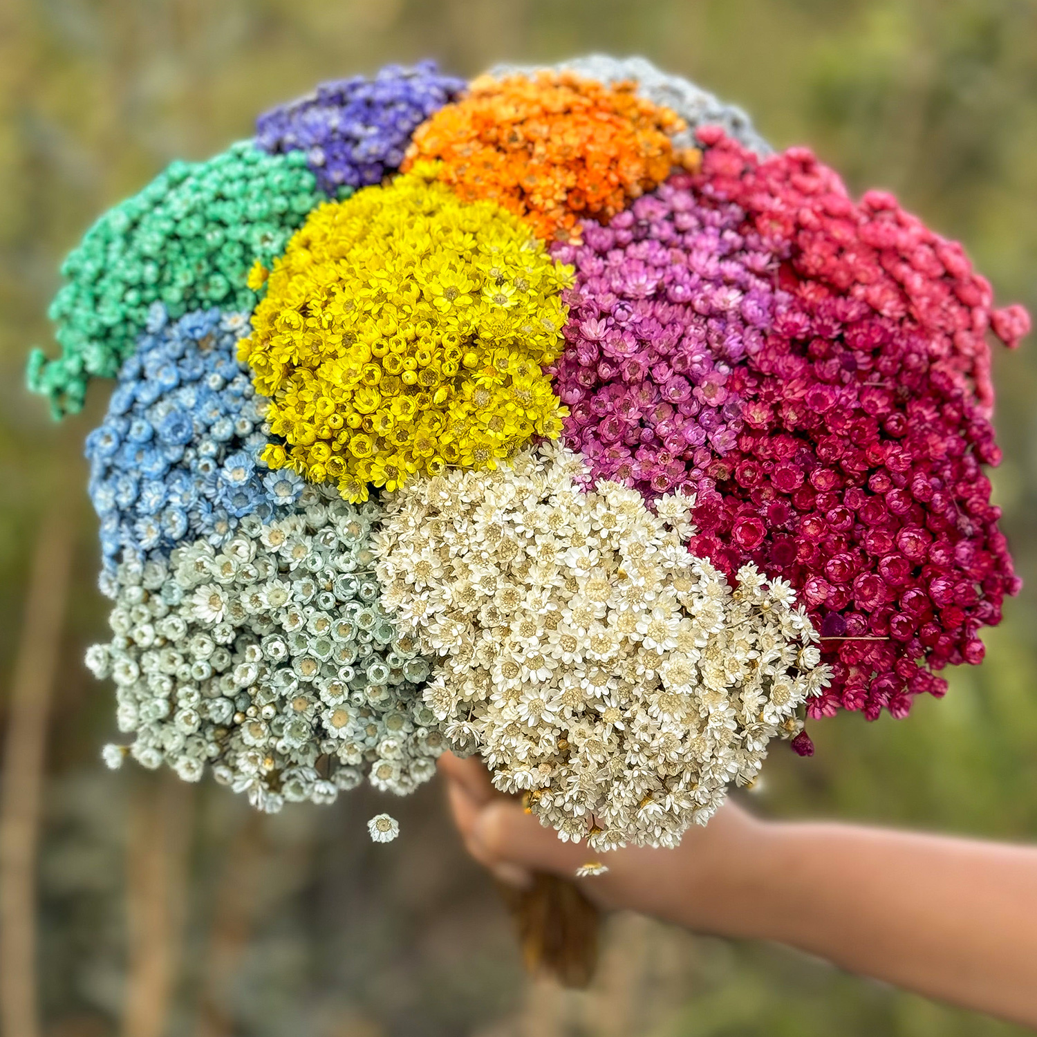 4000 Sempre Vivas COLORIDAS