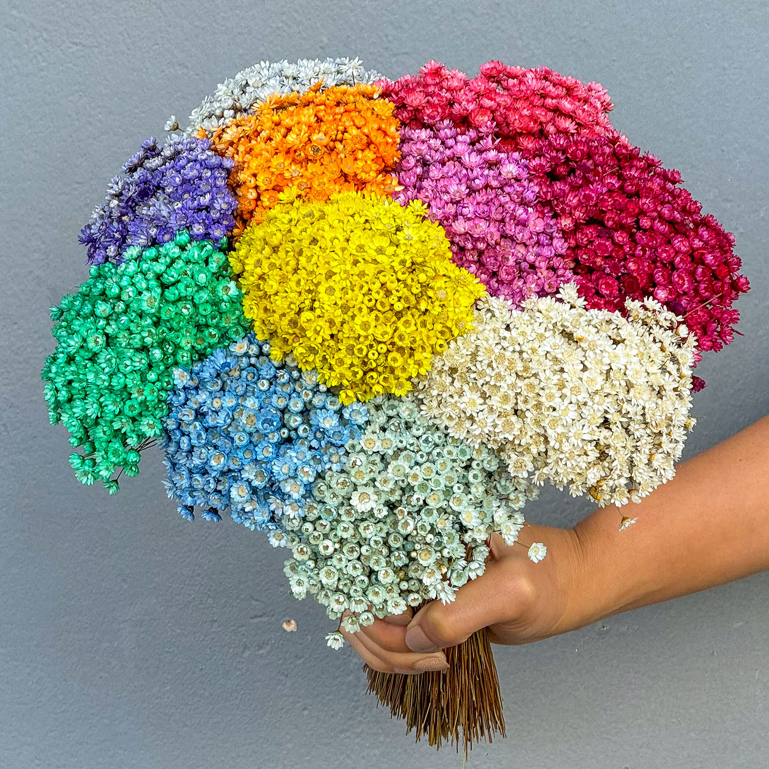 4000 Sempre Vivas COLORIDAS