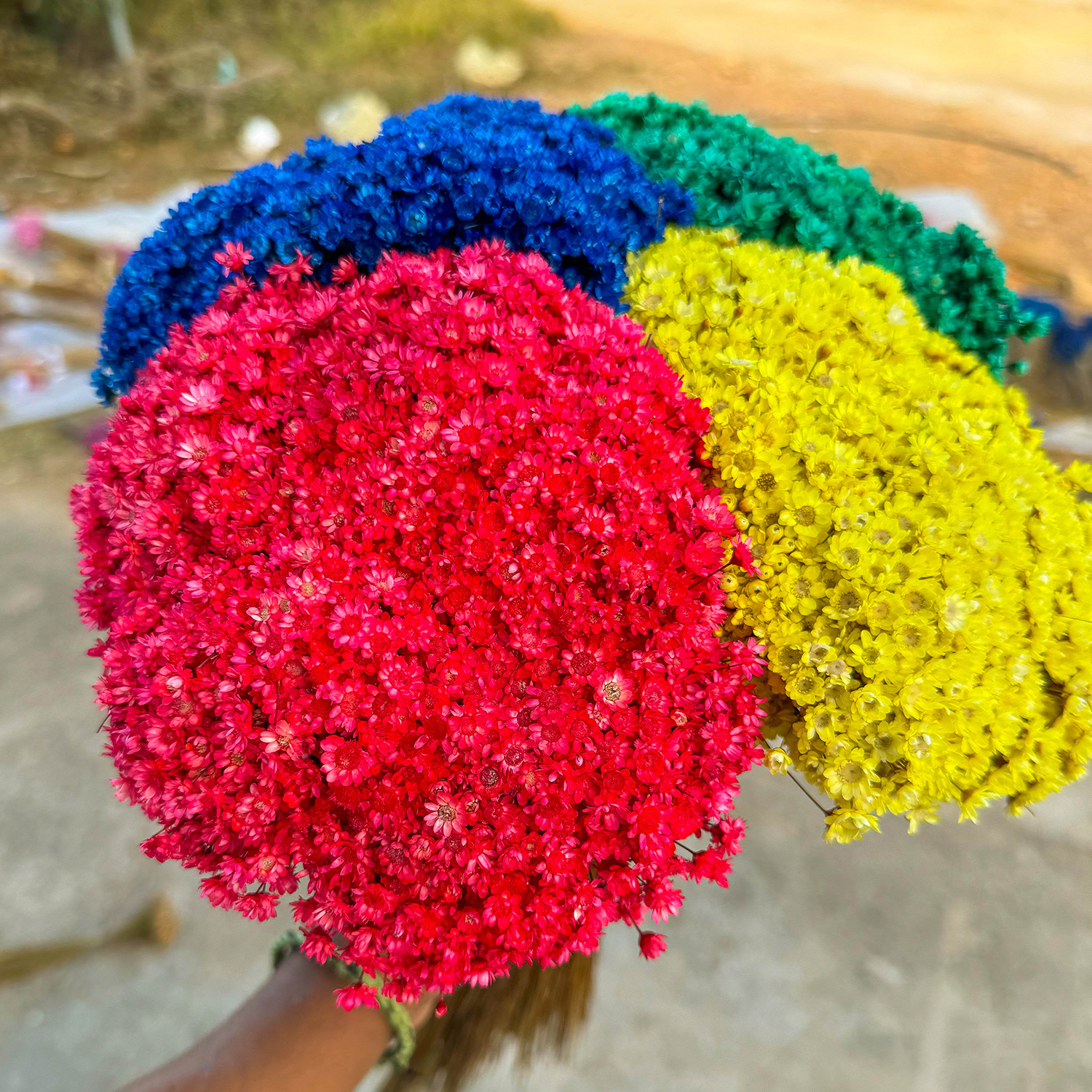 4000 Sempre Vivas COLORIDAS