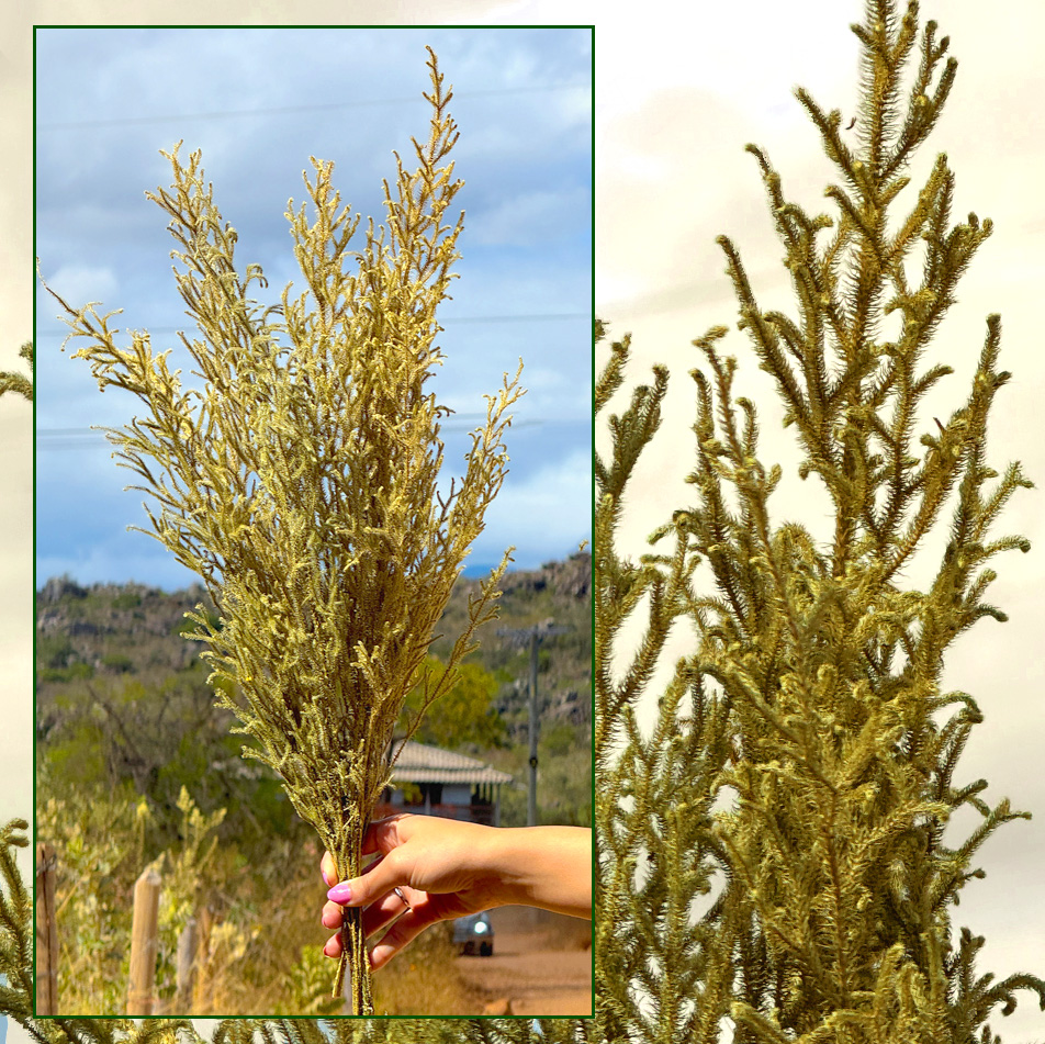 Capim Milindro Verde