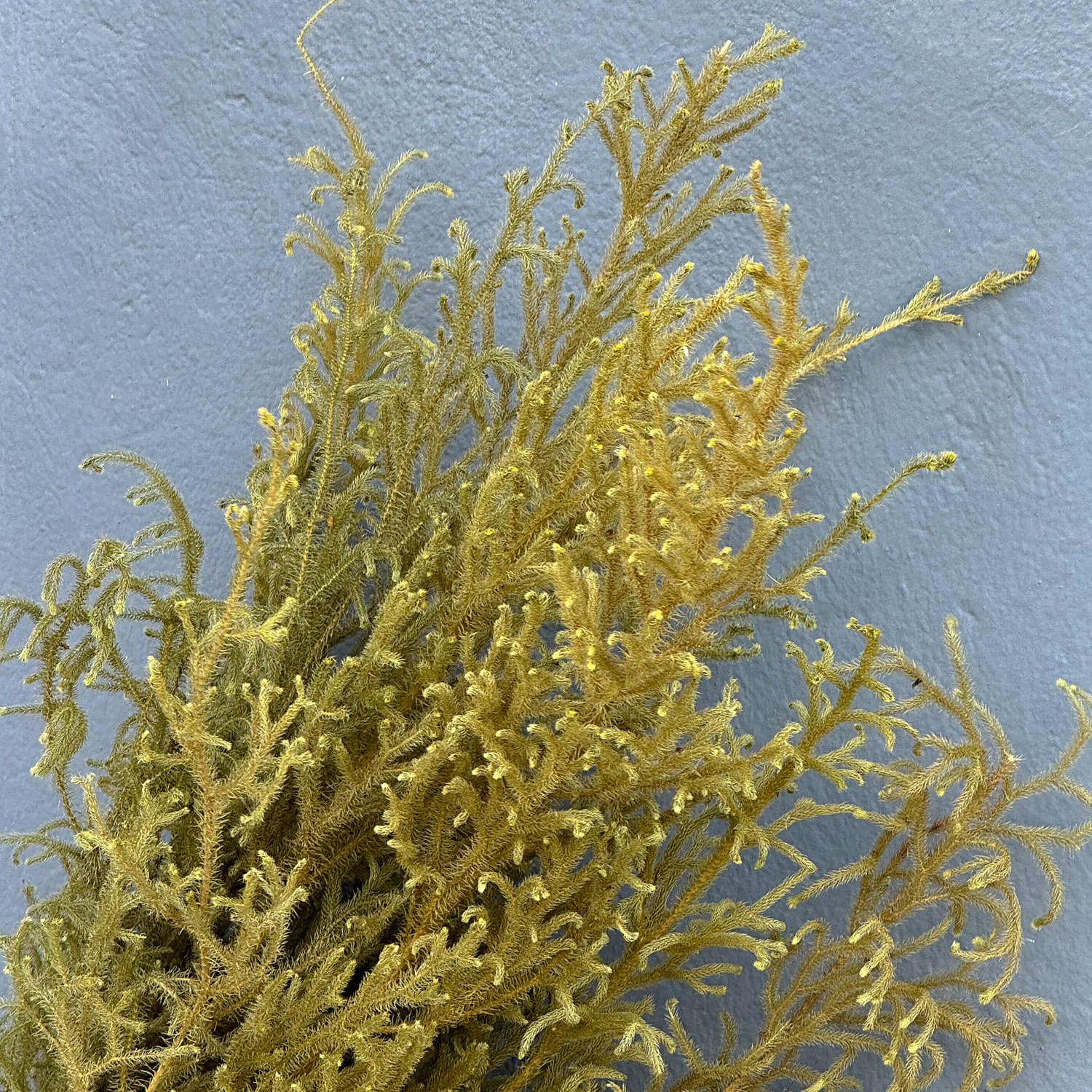 Capim Milindro Verde