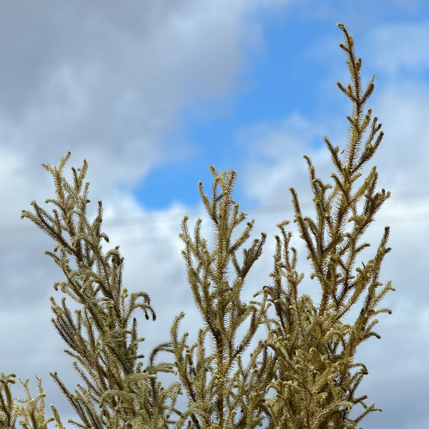 Capim Milindro Verde