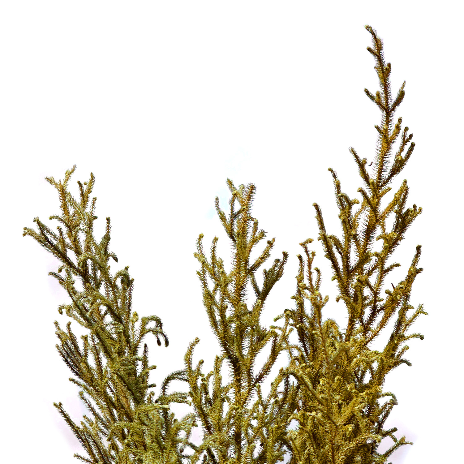 Capim Milindro Verde