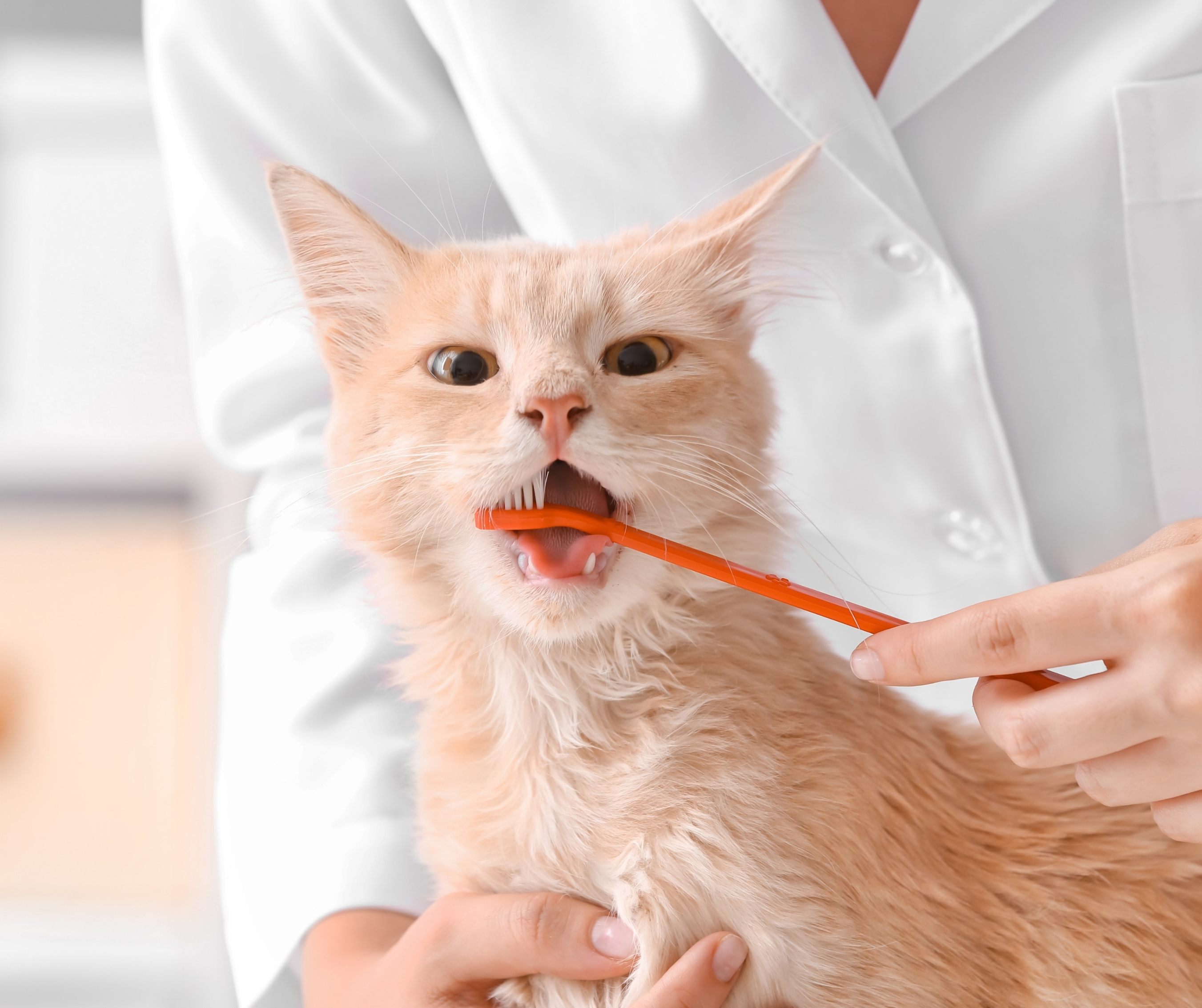 Pet Toothbrush Set of 8