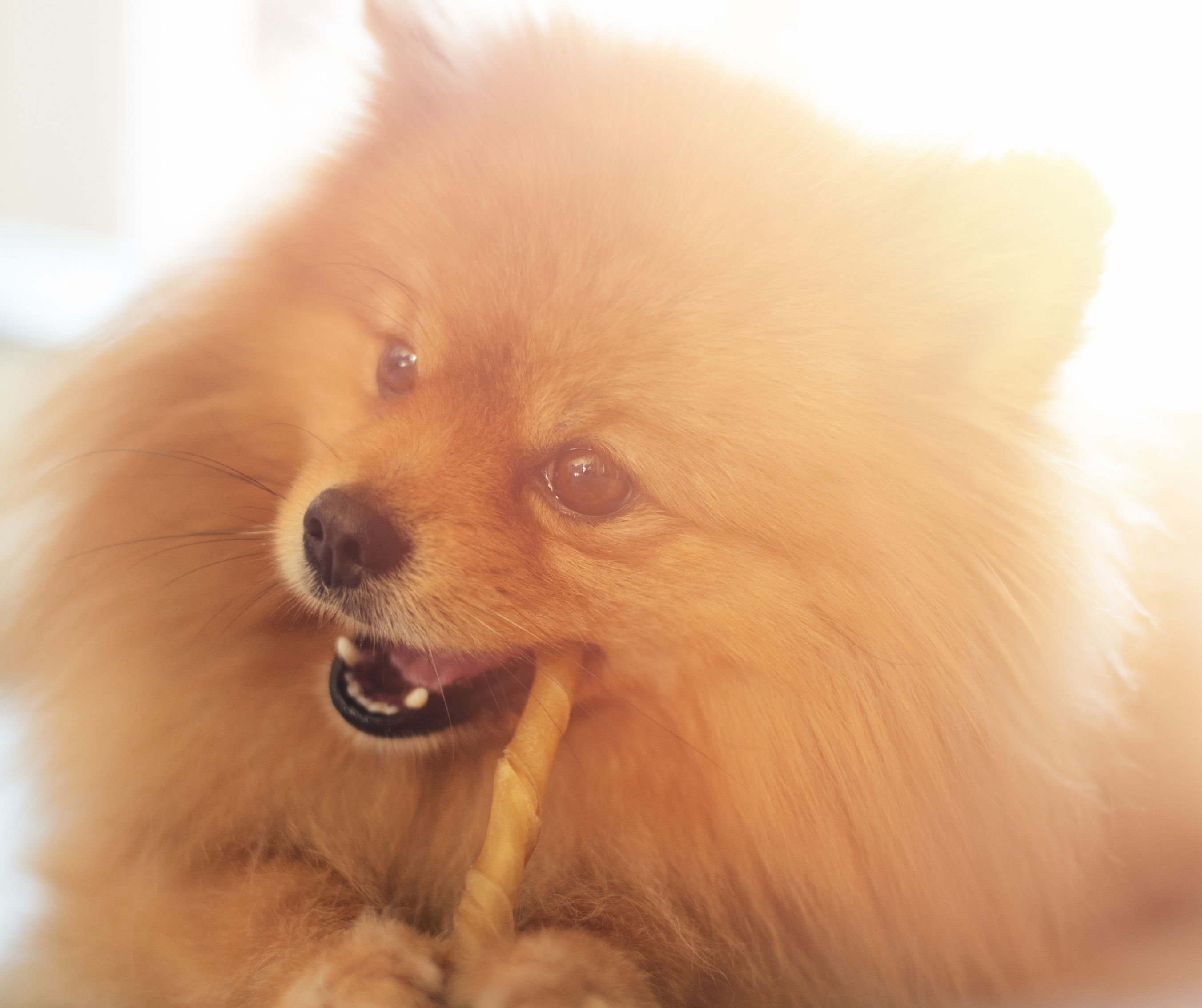 Dog chew stick 800gm