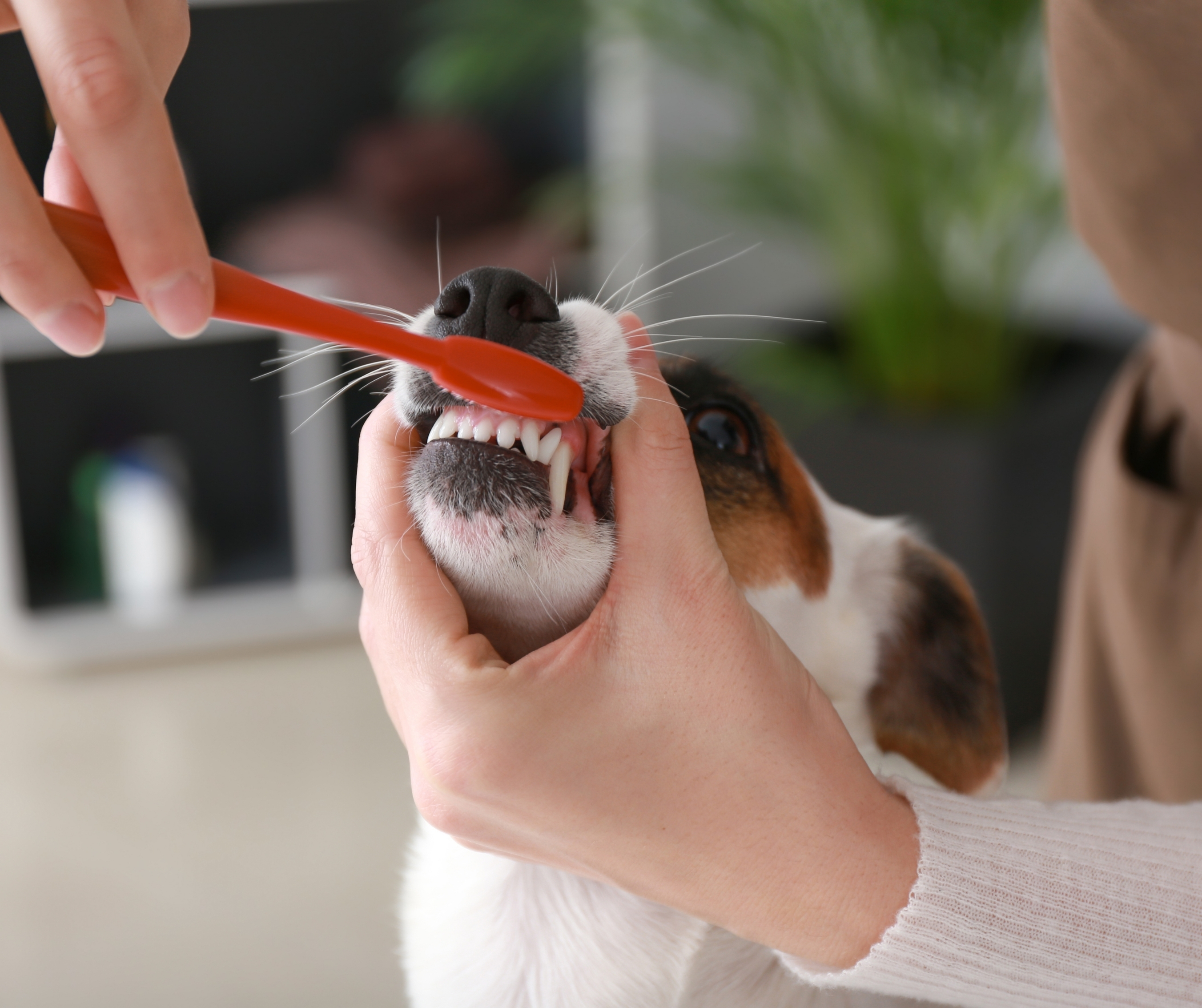 Pet Toothbrush Set of 8