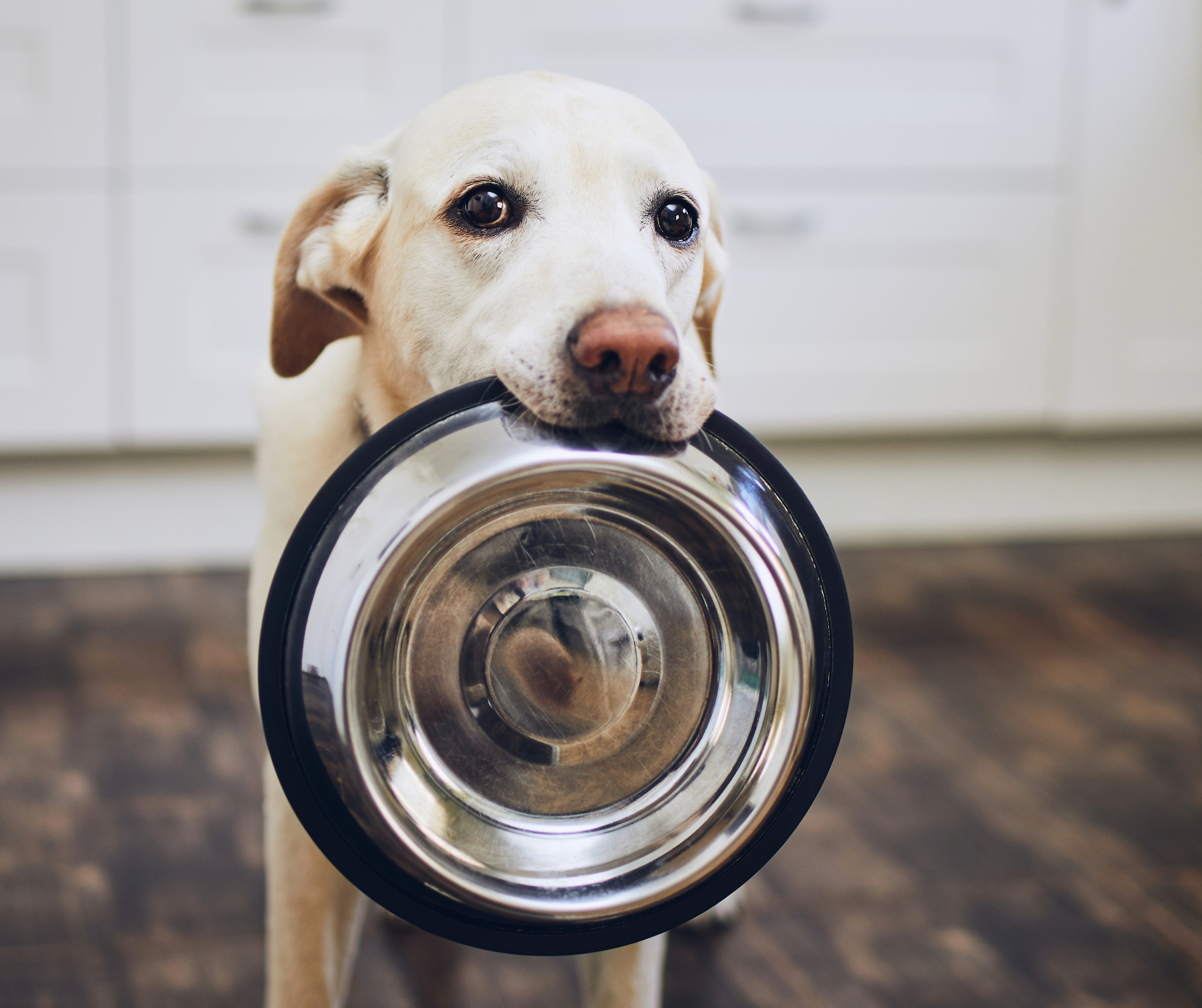 Stainless Steel Pet Bowls Set of 4