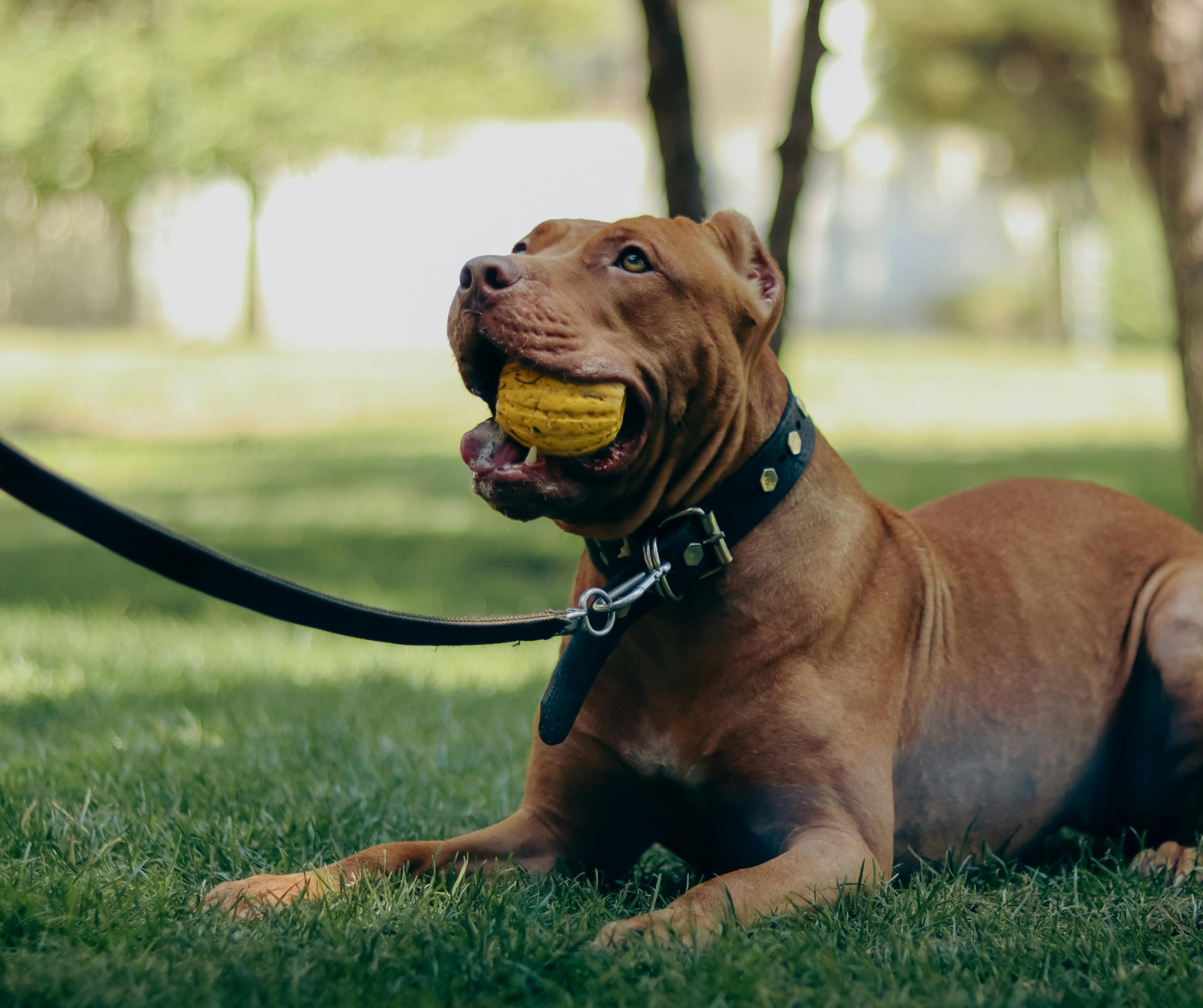 Dog and Cat Leash & Collars