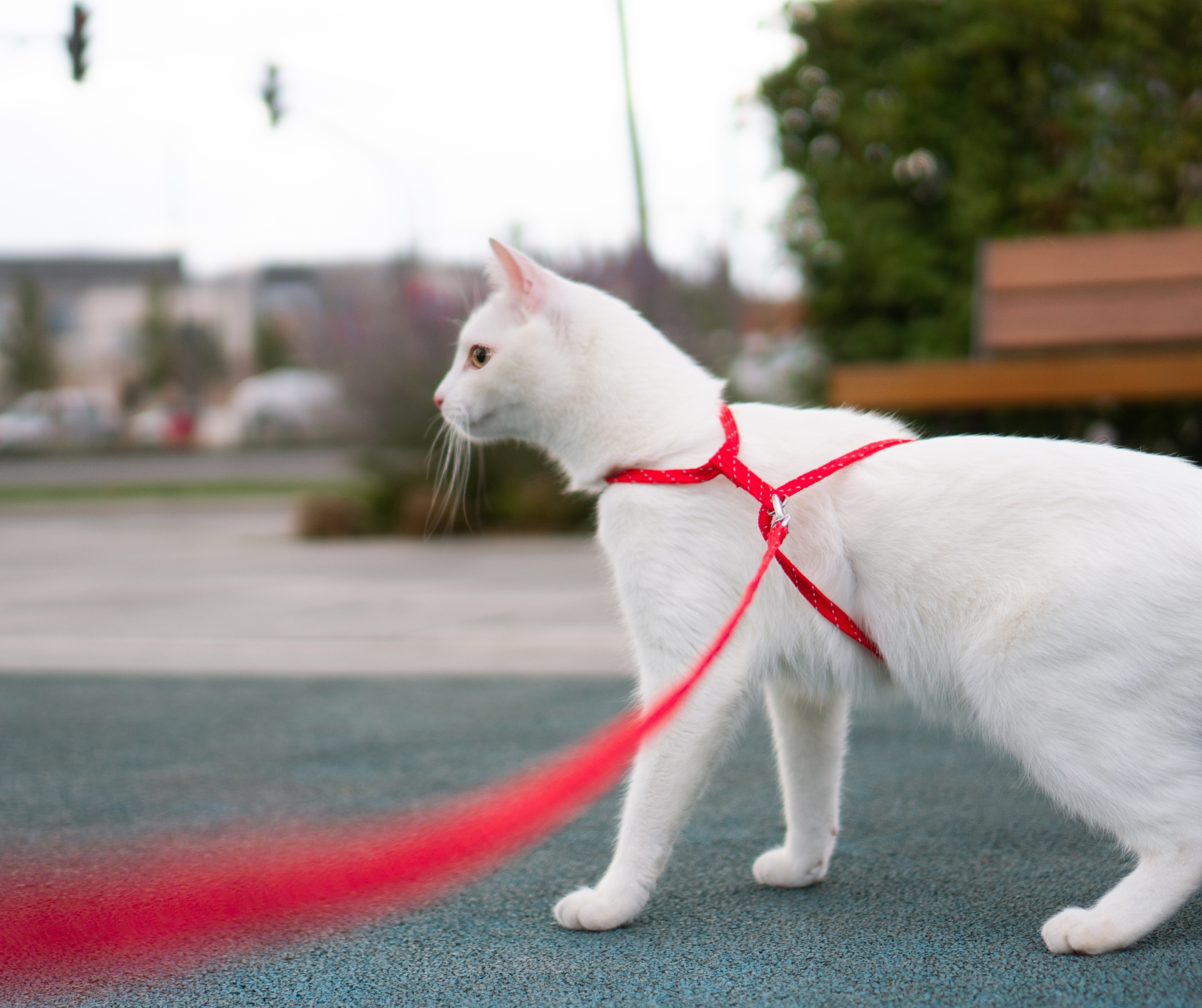 Dog and Cat Leash & Collars